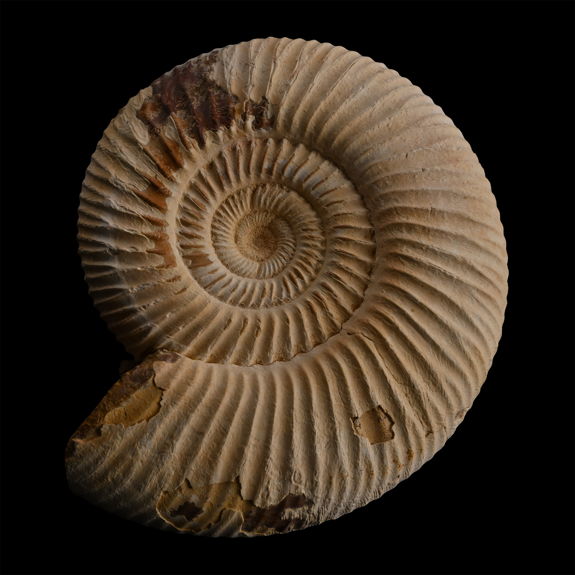 Fossil Perisphinctes Ammonite