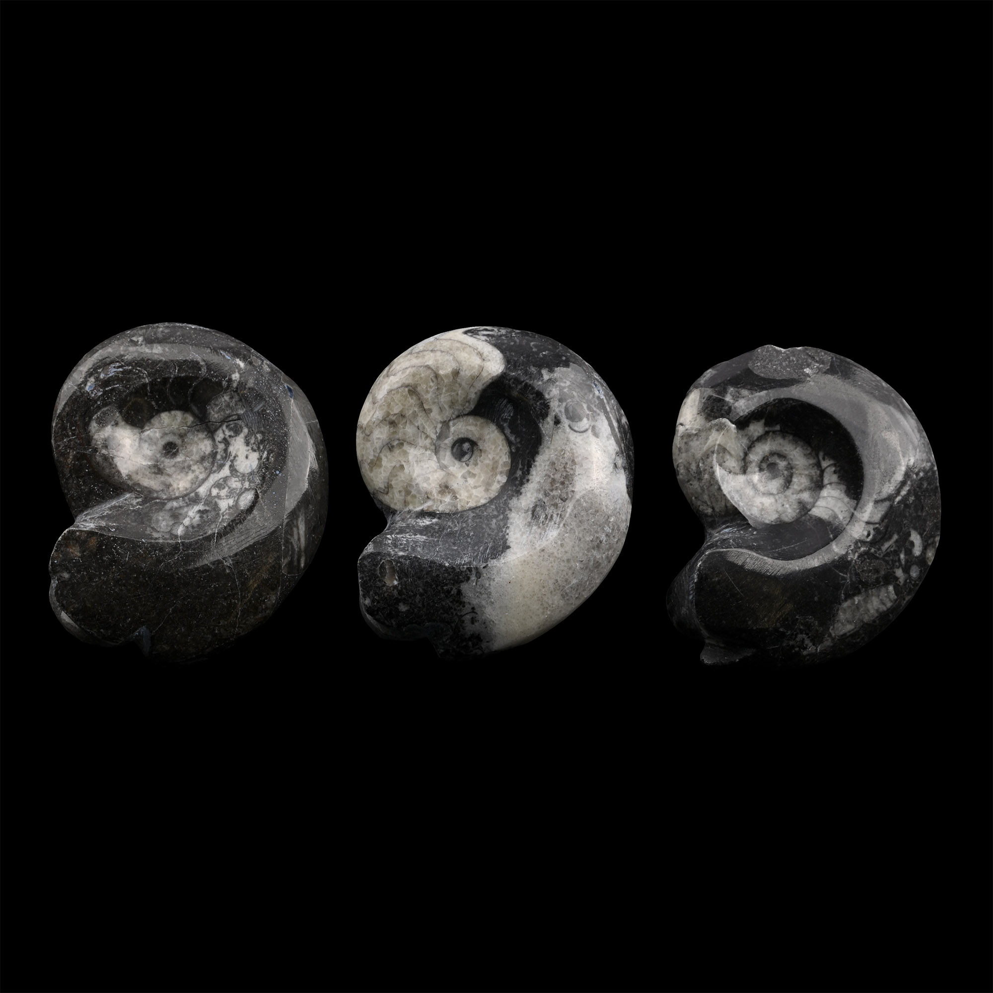 Polished Fossil Goniatite Group