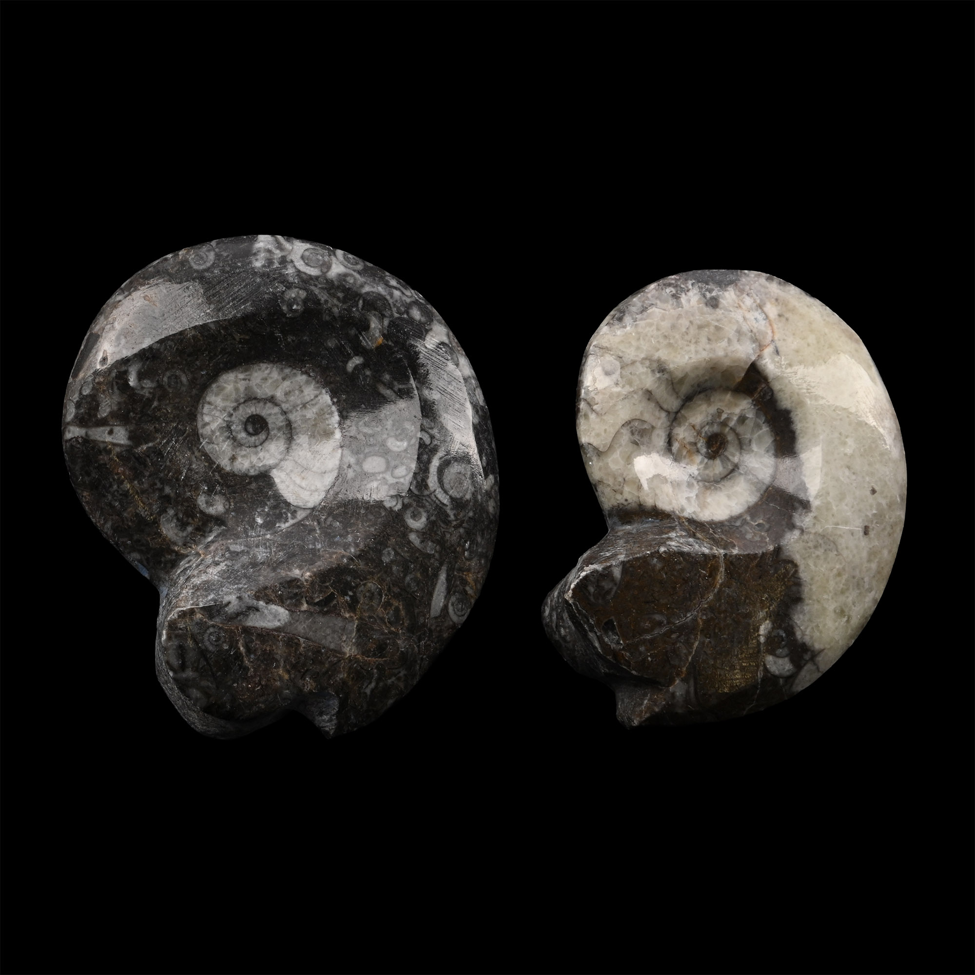 Polished Fossil Goniatite Group