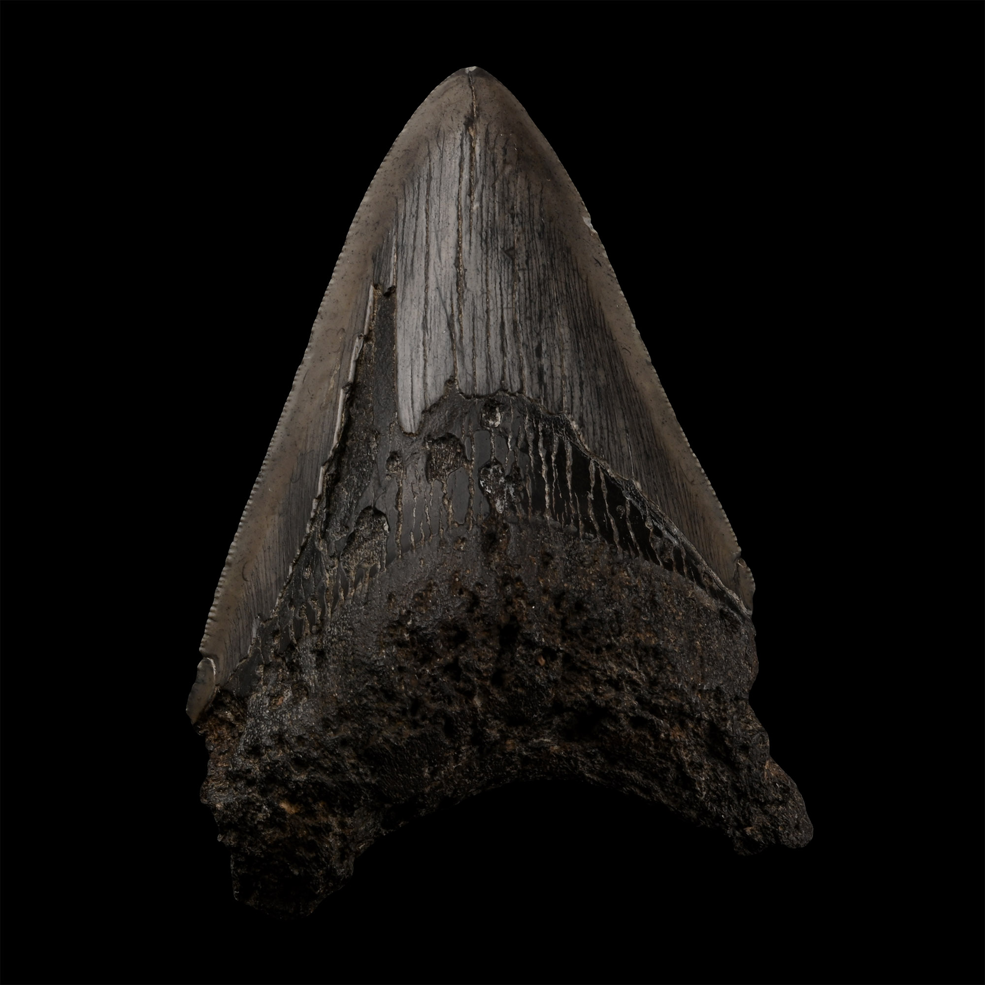 Fossil Megalodon Giant Shark Tooth