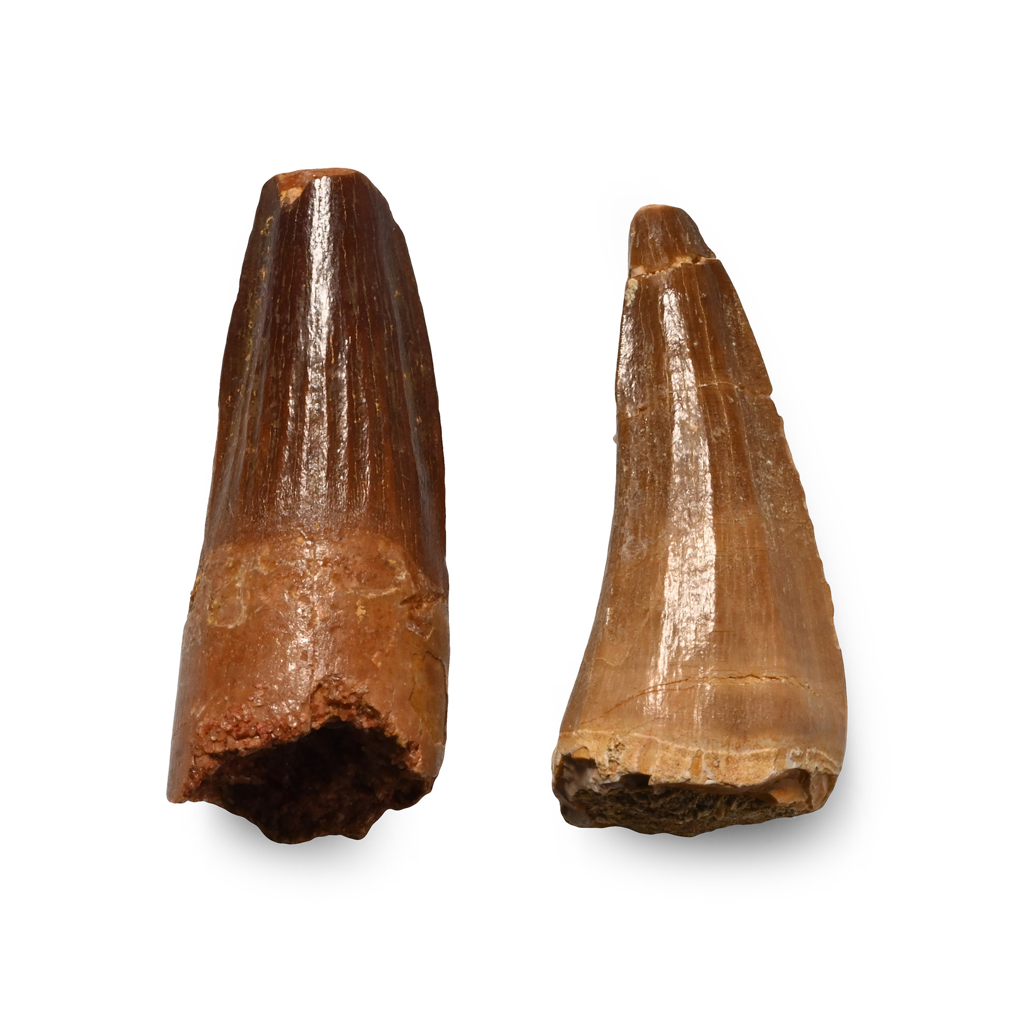 Fossil Spinosaurus and African 'T-Rex' Dinosaur Tooth Group