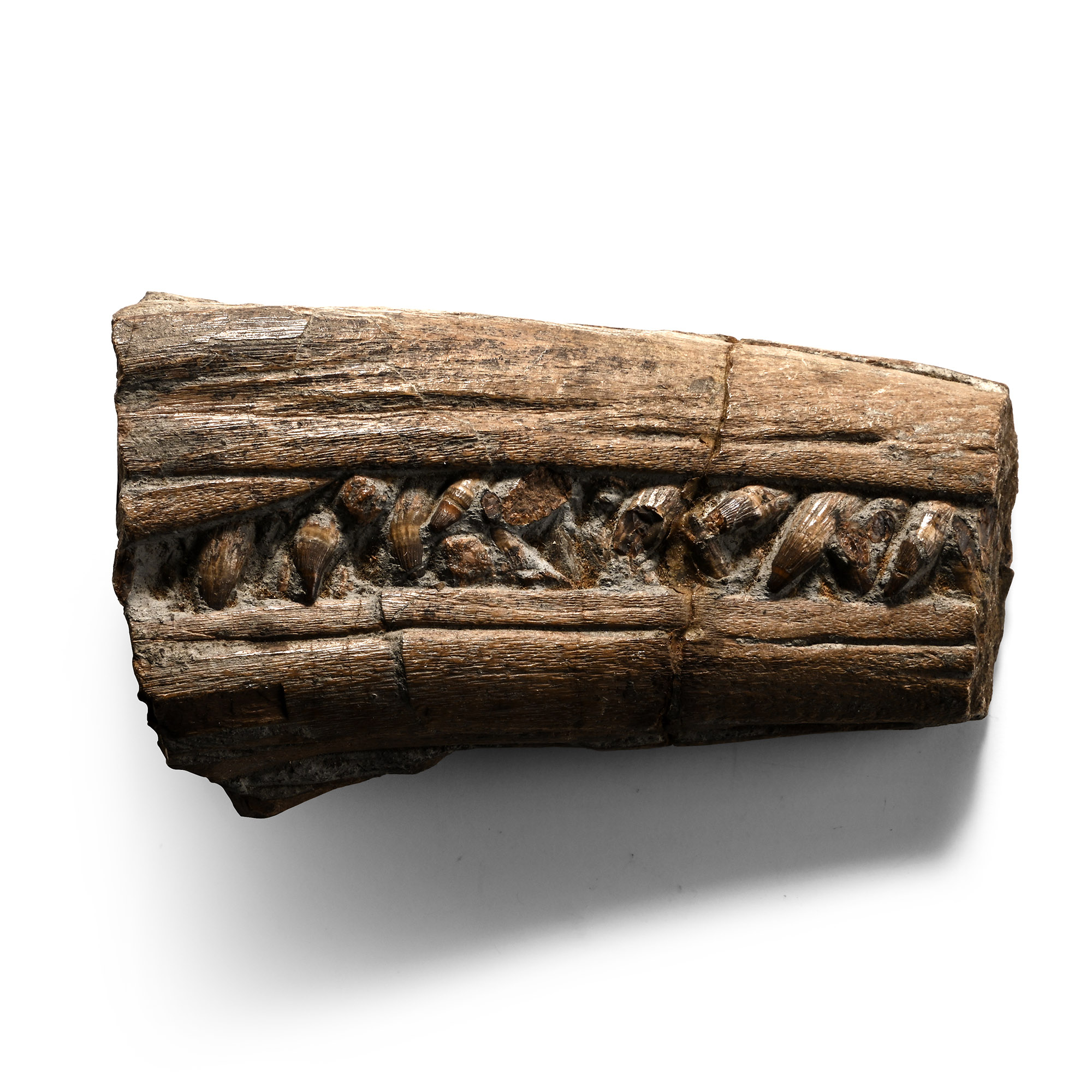 Bifacial Partial Fossil Ichthyosaur Jaw