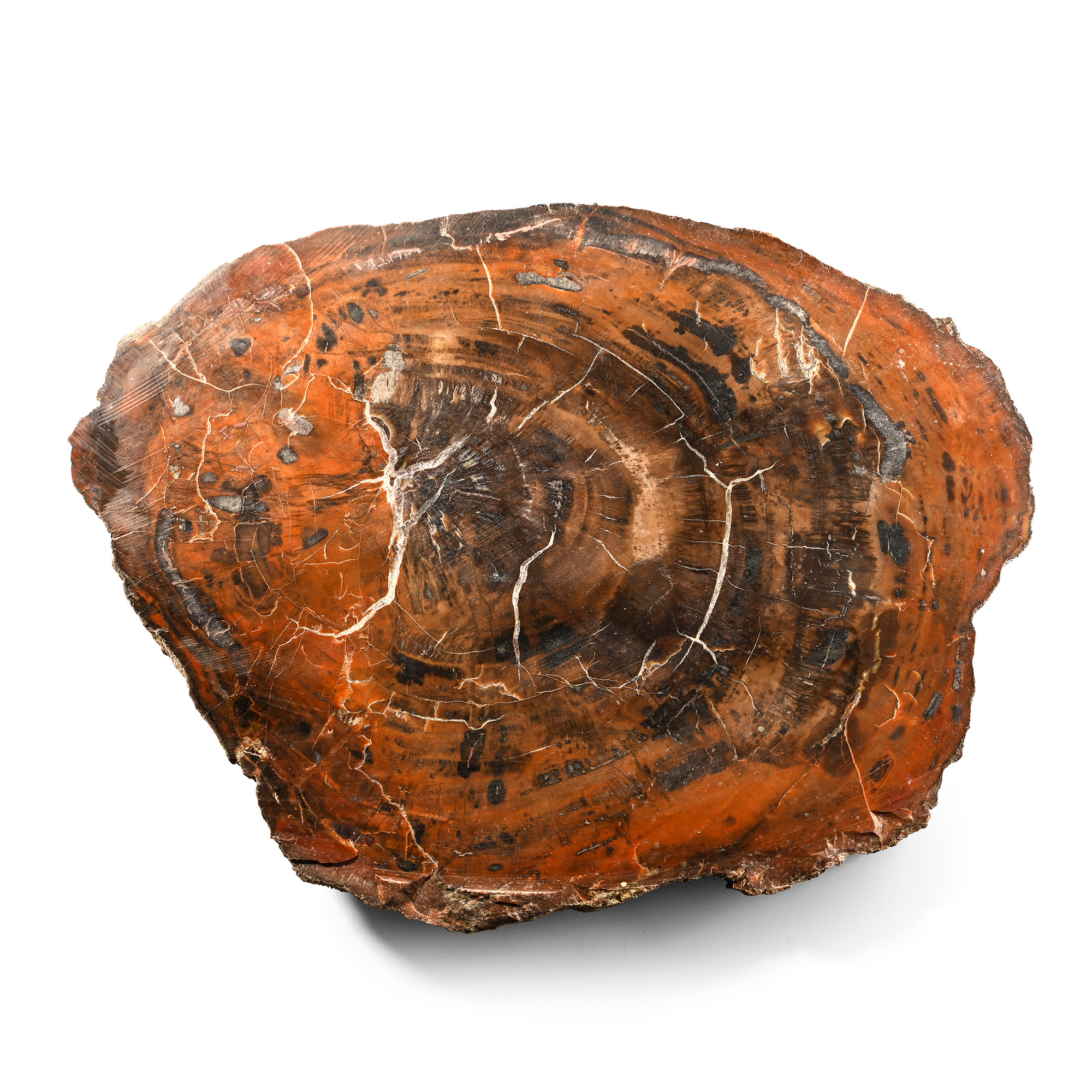 Large Madagascan Natural Unpolished Fossil Tree Trunk Slice