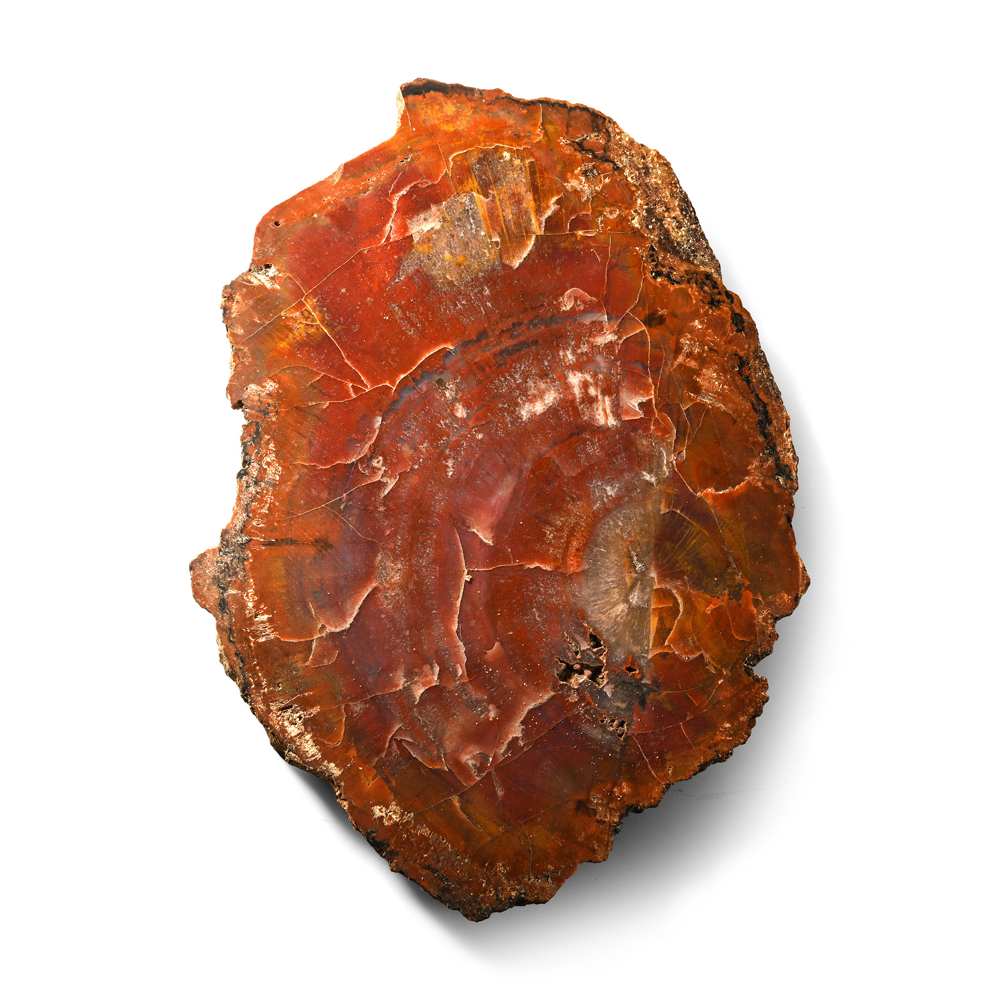 Large Madagascan Natural Unpolished Fossil Wood Section
