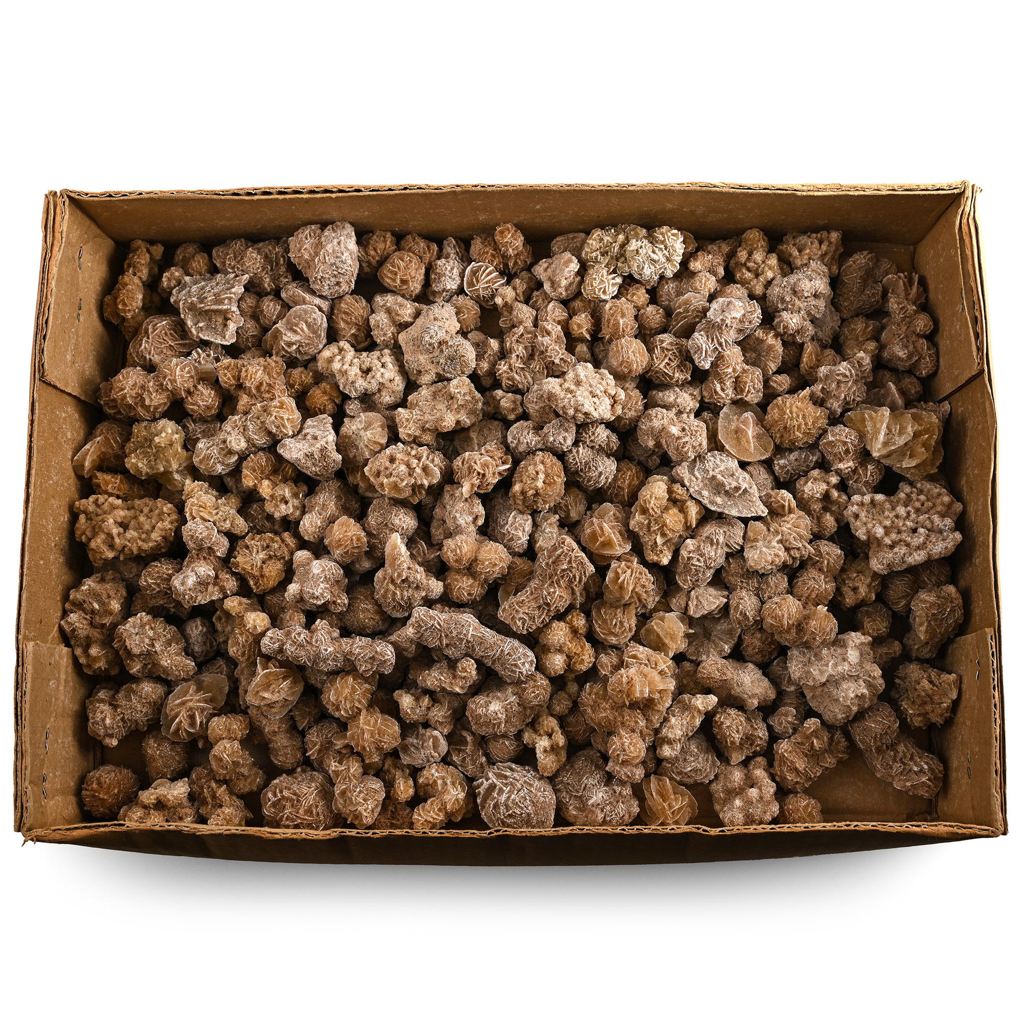 A Very Large Group of Medium Desert Rose Specimens