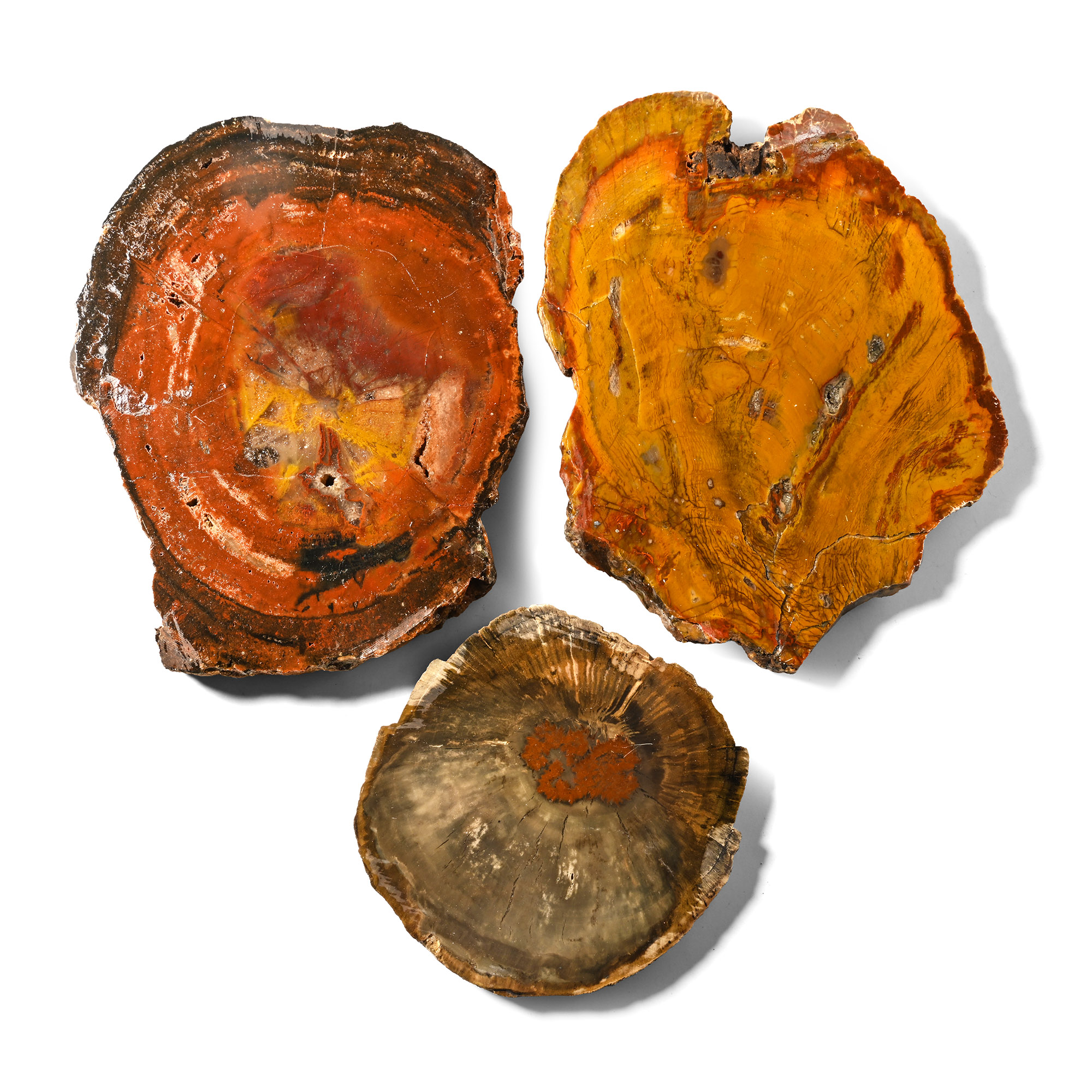 Three [3] Madagascan Cut and Polished Fossil Tree Sections