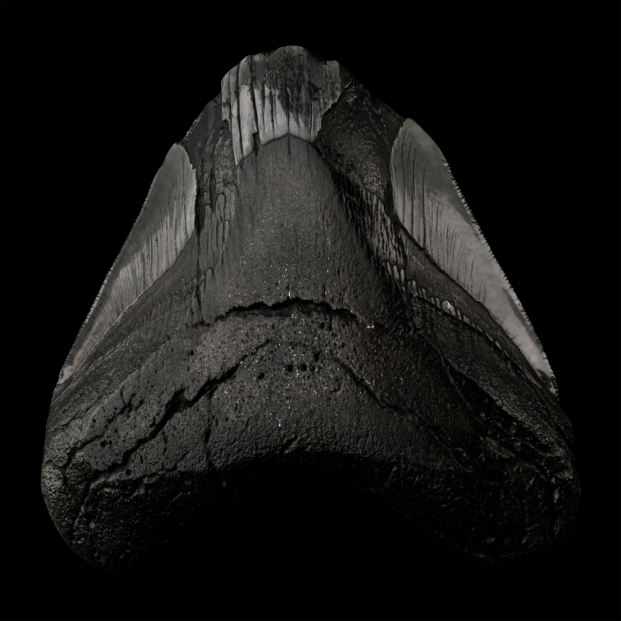 Worked Fossilised Megalodon Tooth