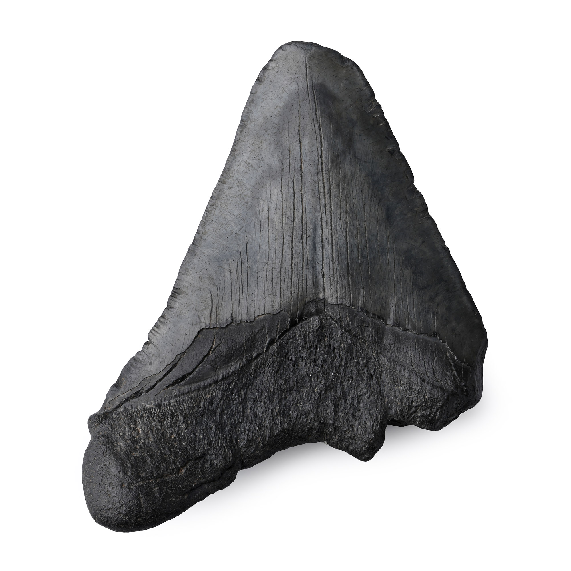 Fossil Megalodon Tooth