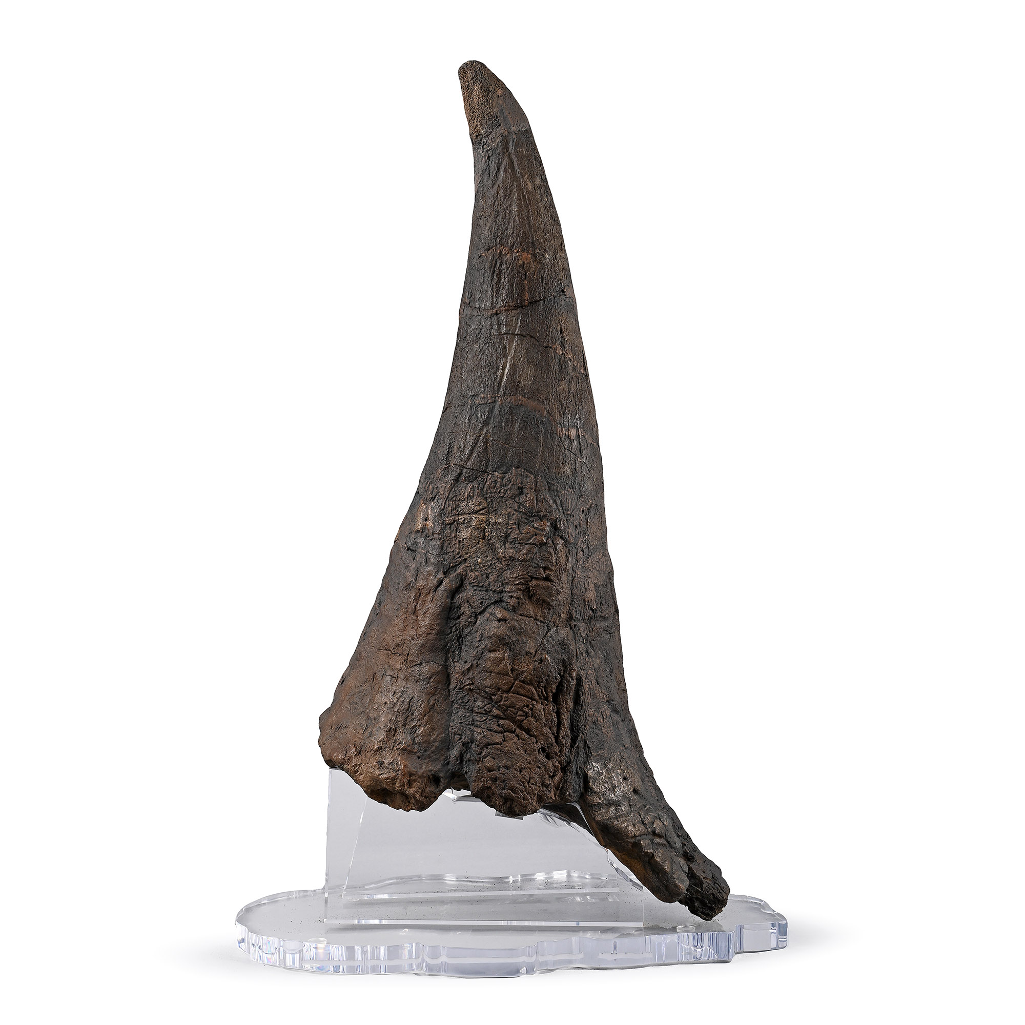An adult Triceratops fossilised brow horn, Cretaceous Period
