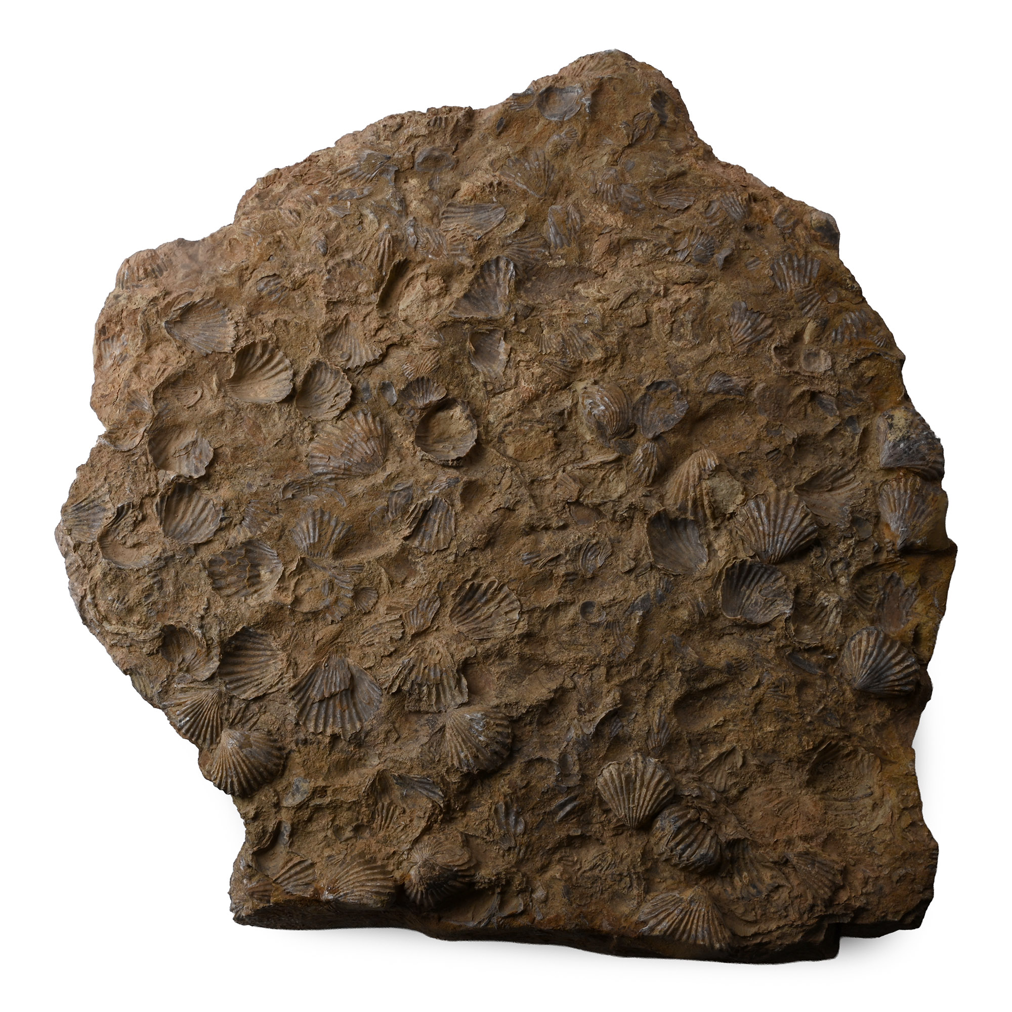 Large Slab with Fossil Shells