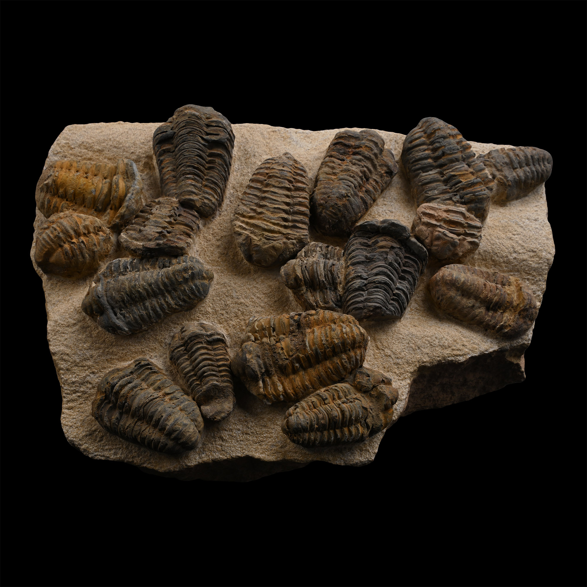 Fossil Flexicalymene Trilobite Group