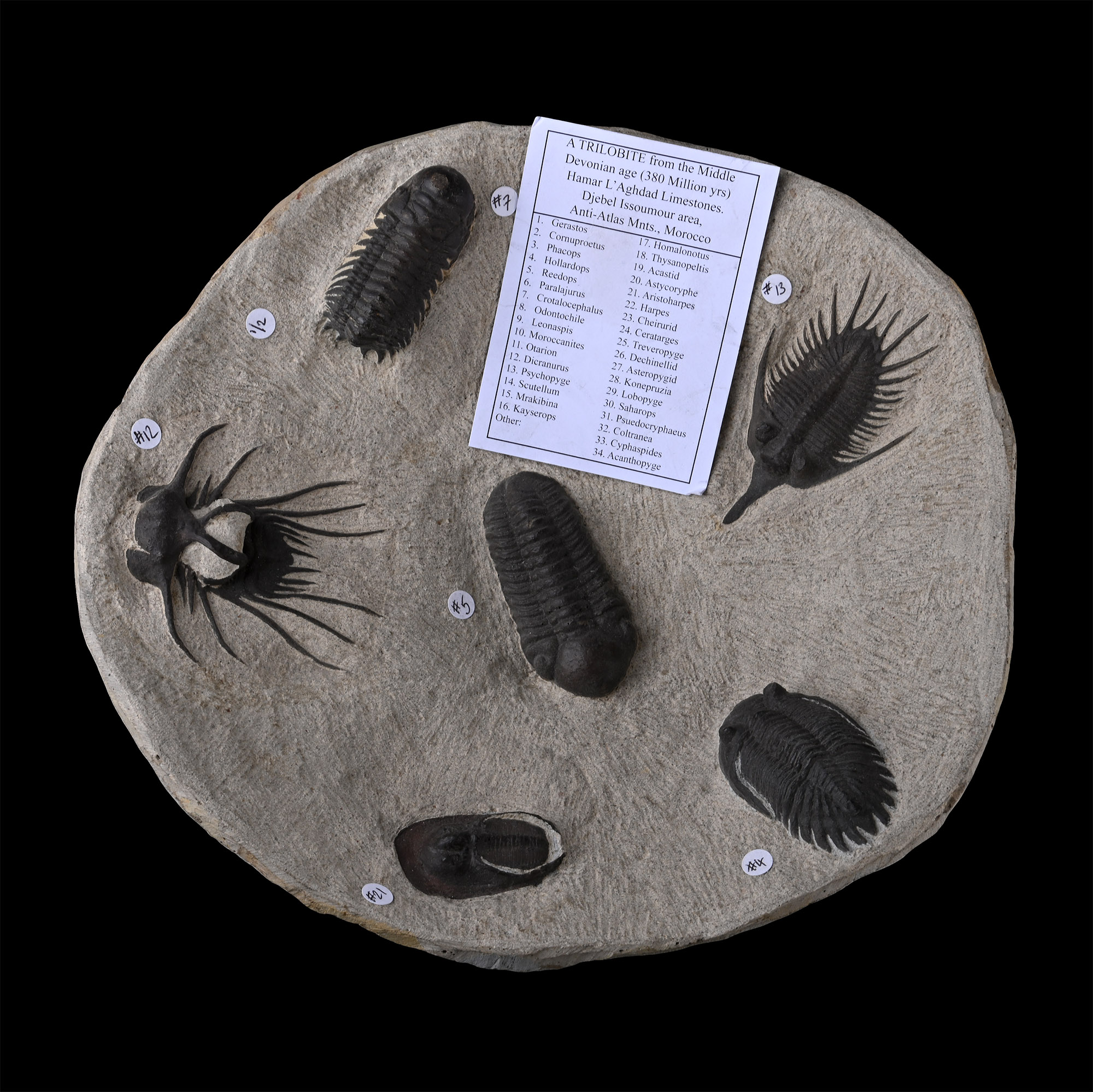Composite Trilobite Cluster Bowl