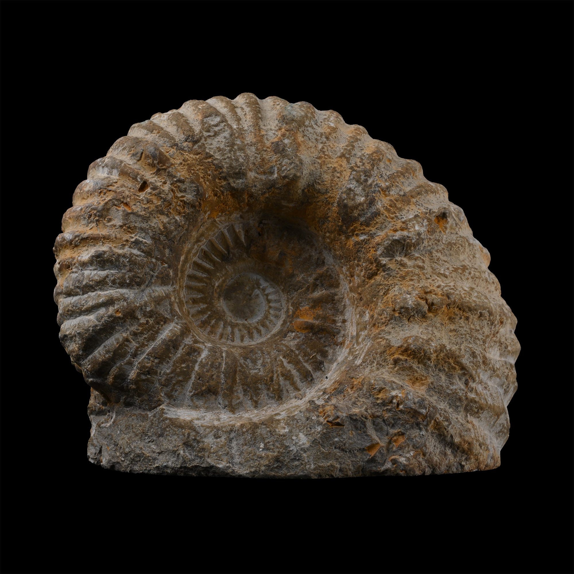 Large Fossil Agadir Ammonite with Cut Base