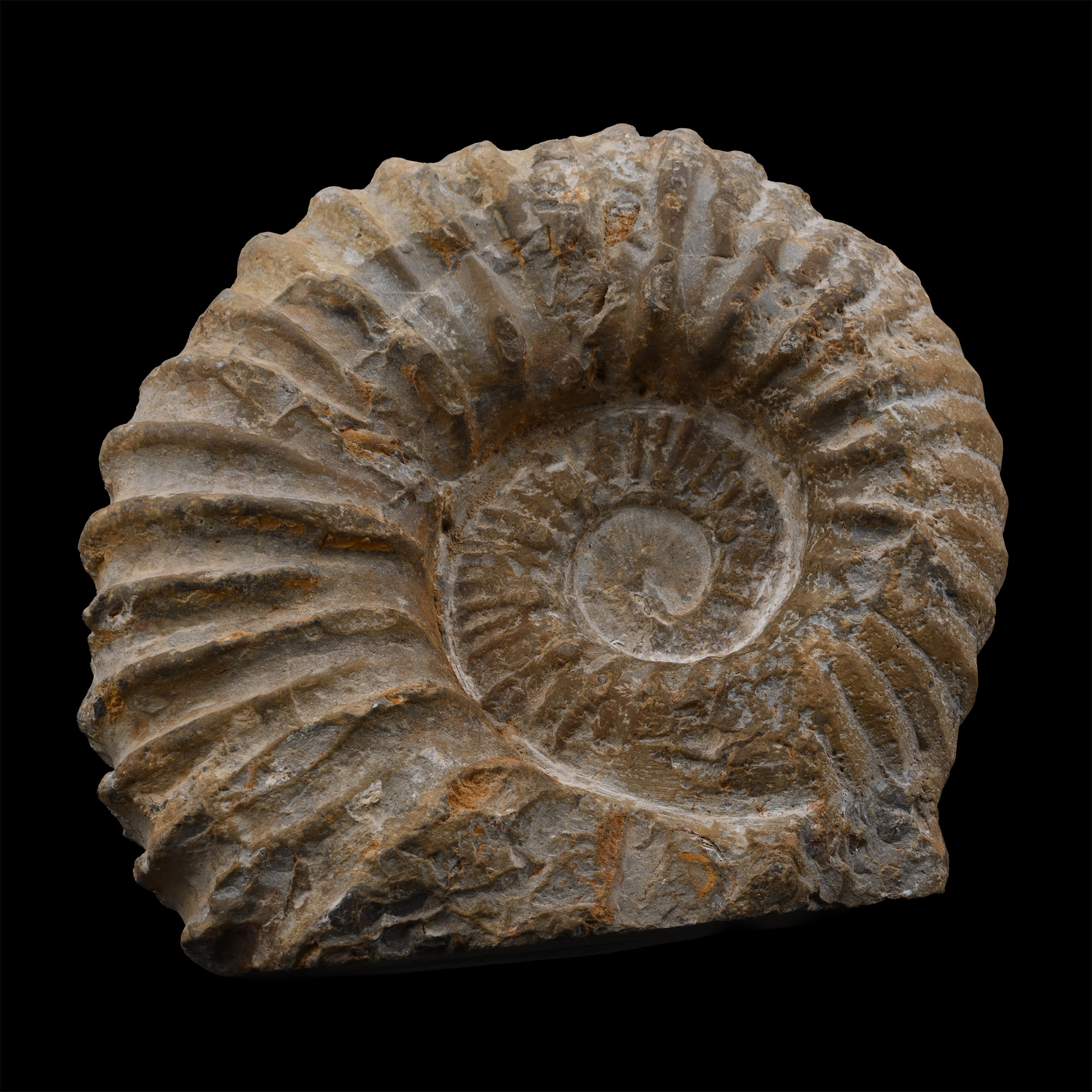 Large Fossil Agadir Ammonite with Cut Base