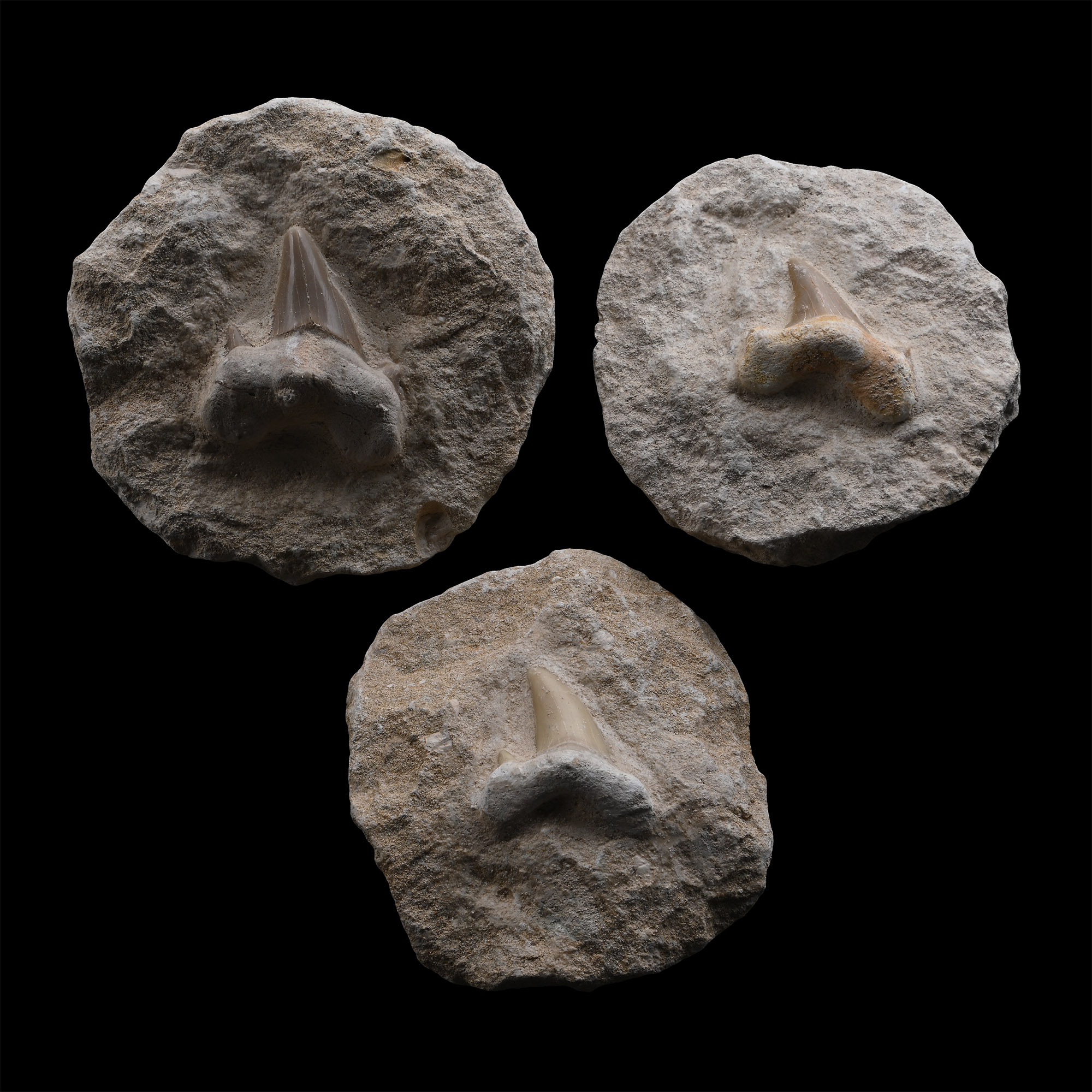 Group of Three Otodus Fossil Shark's Teeth on Rock