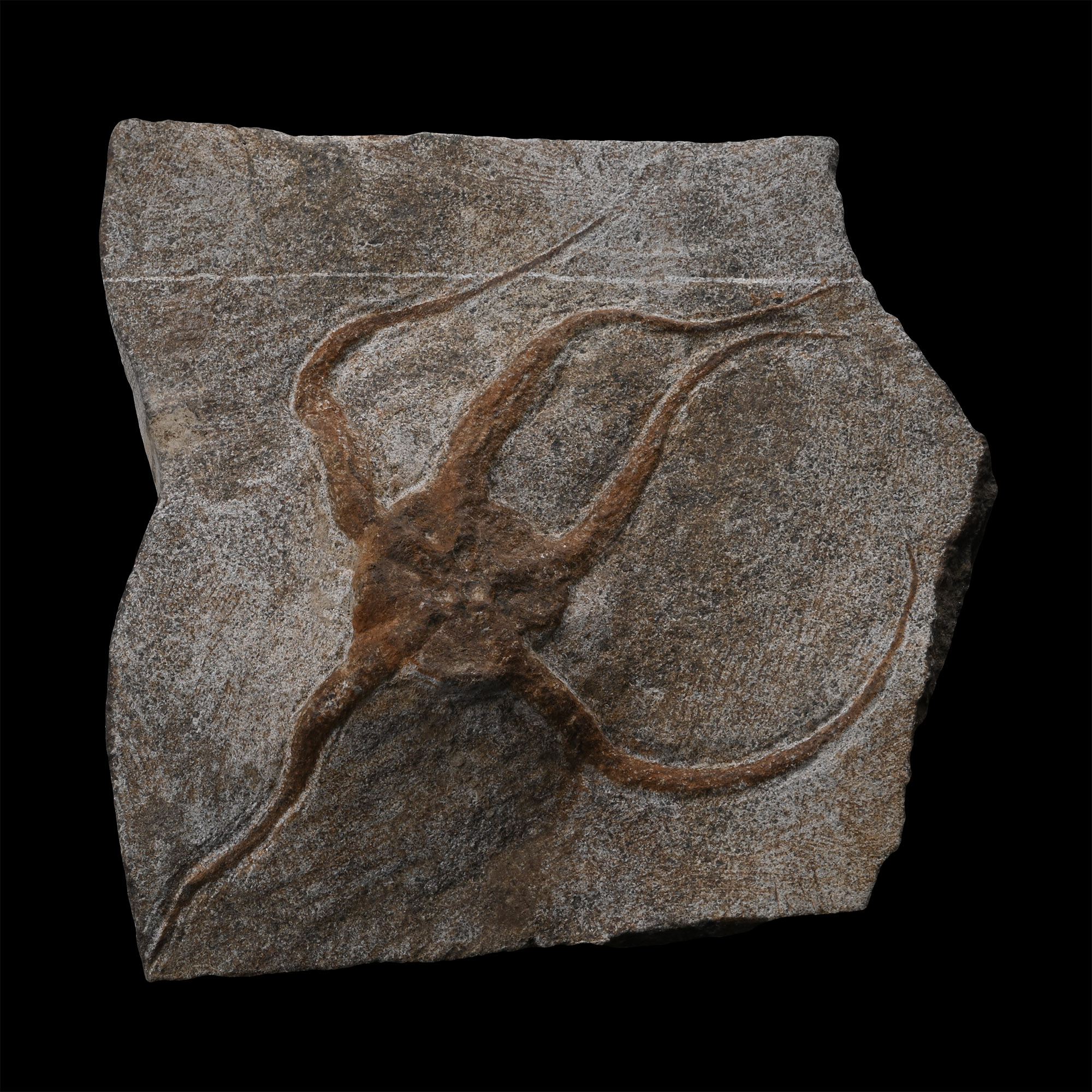 Brittlestar Fossil on Matrix