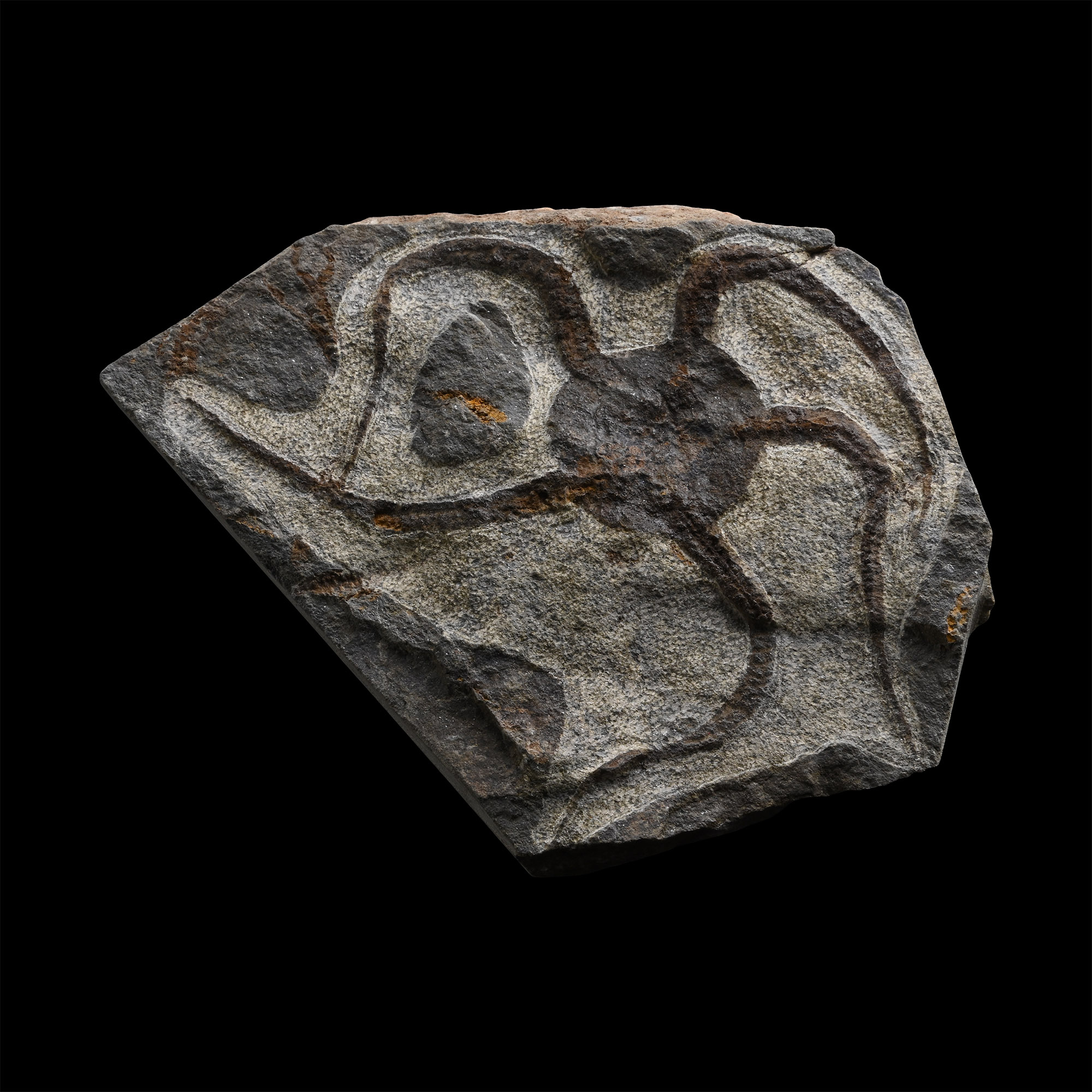 Brittlestar Fossil on Matrix