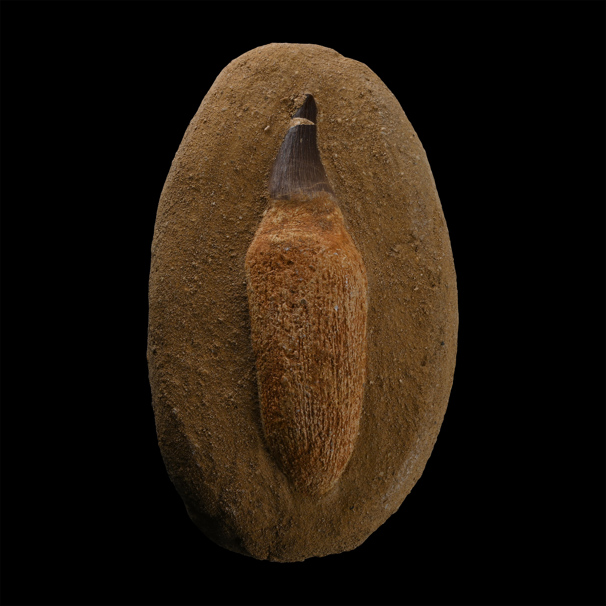 Mosasaur 'Marine Dinosaur' Fossil Tooth on Composite Rock