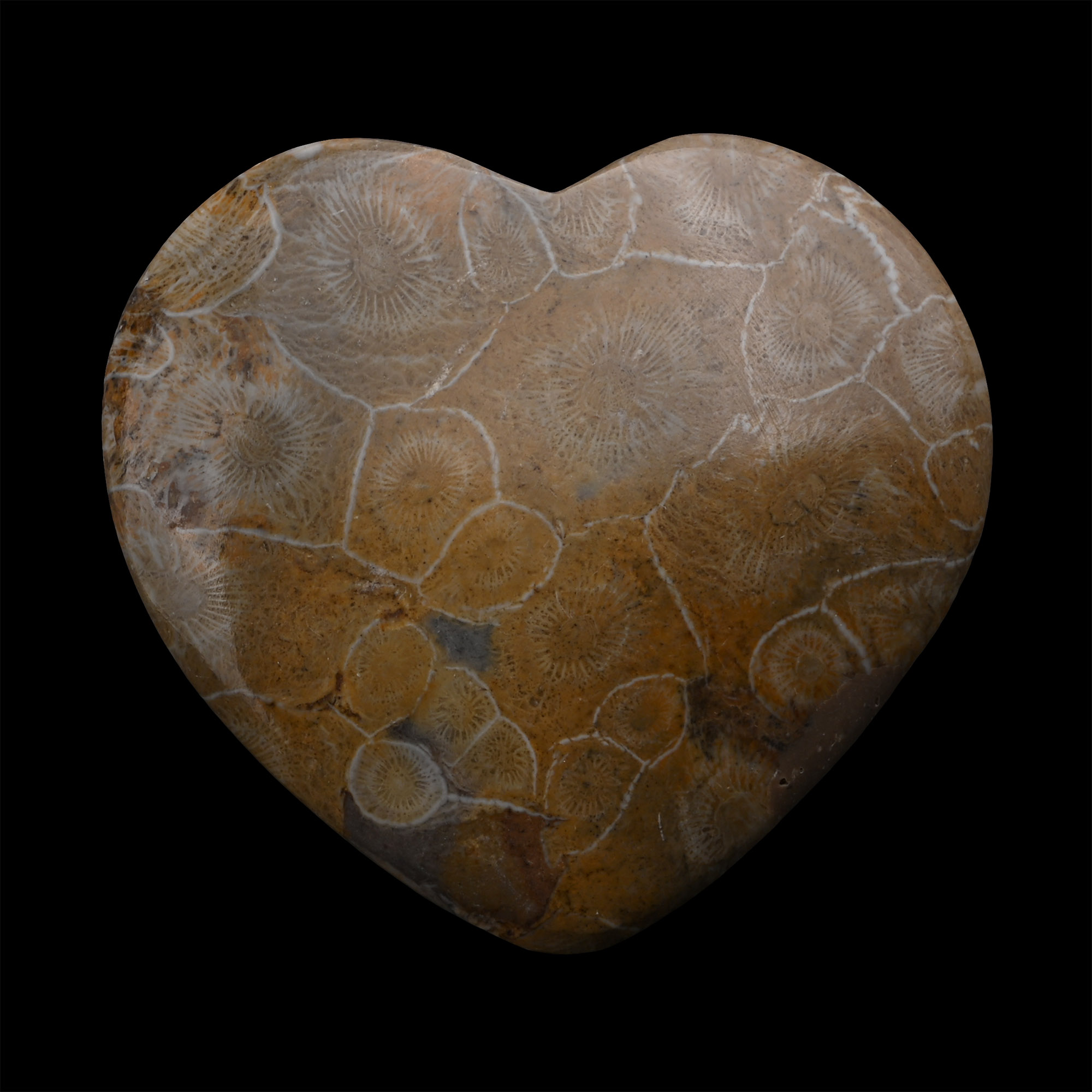 Large Polished Fossil Coral Head Heart