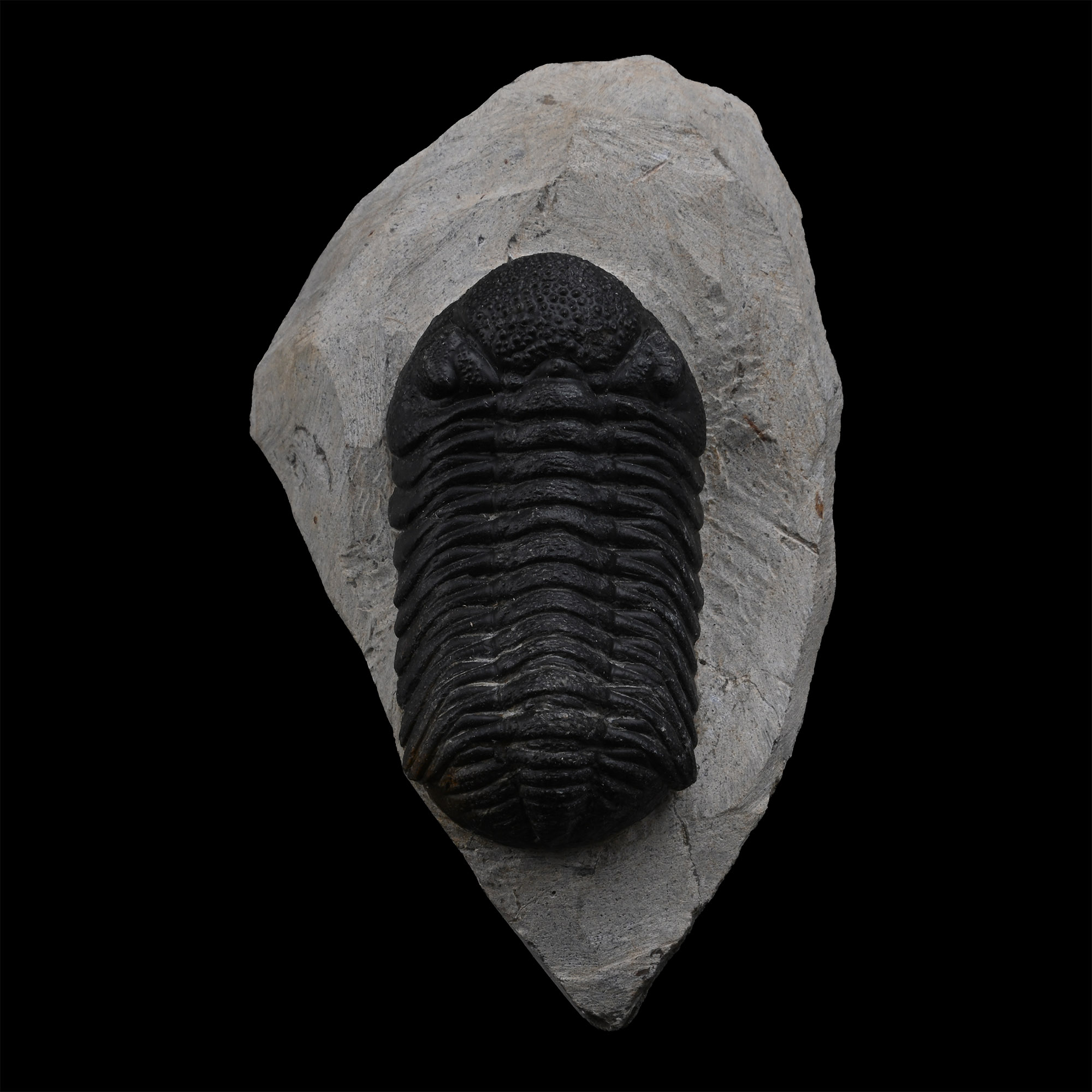 Fossil Phacops Trilobite on Matrix