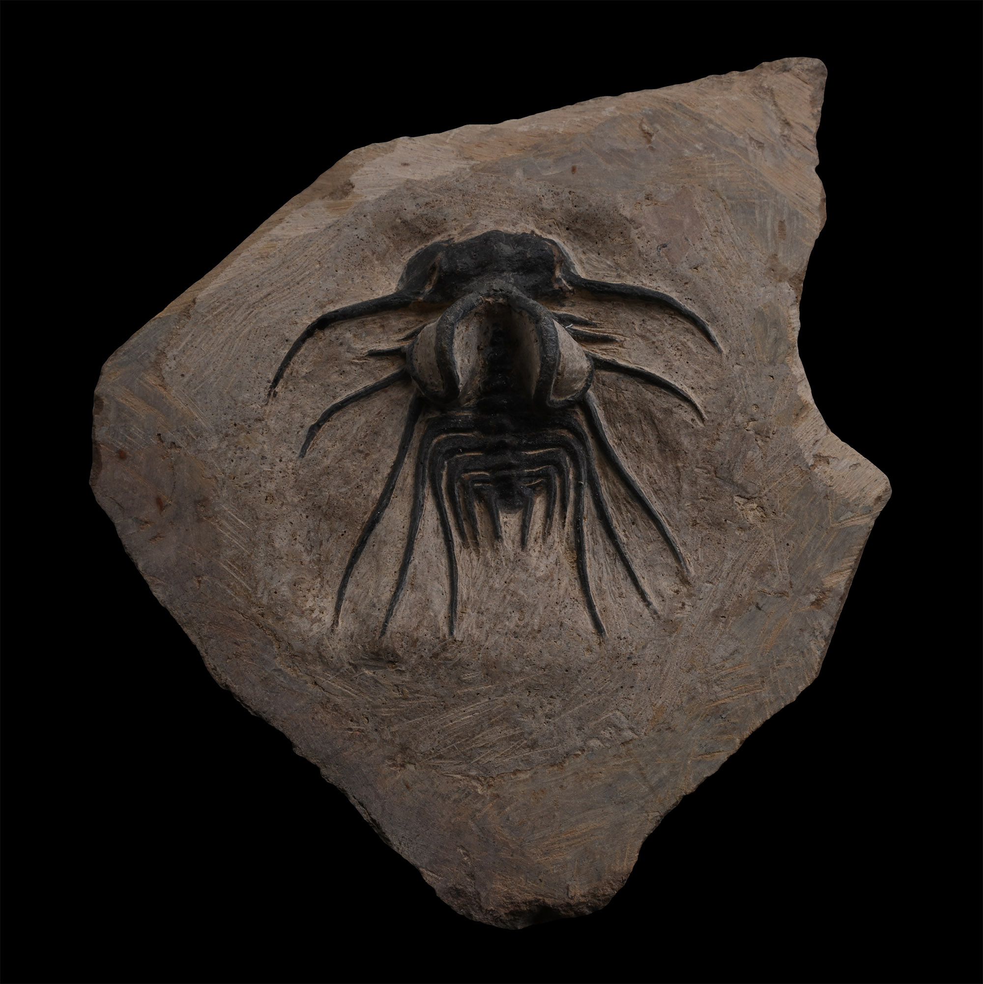 Fossil Dicranurus Monstrosus Trilobite on Matrix