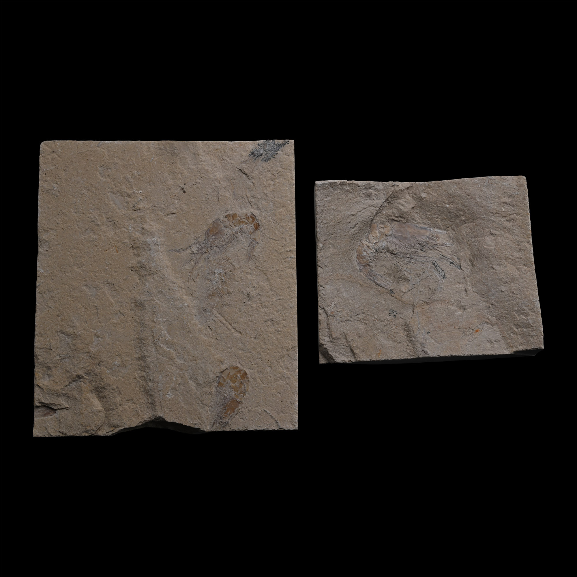 Fossil Shrimps from Lebanon