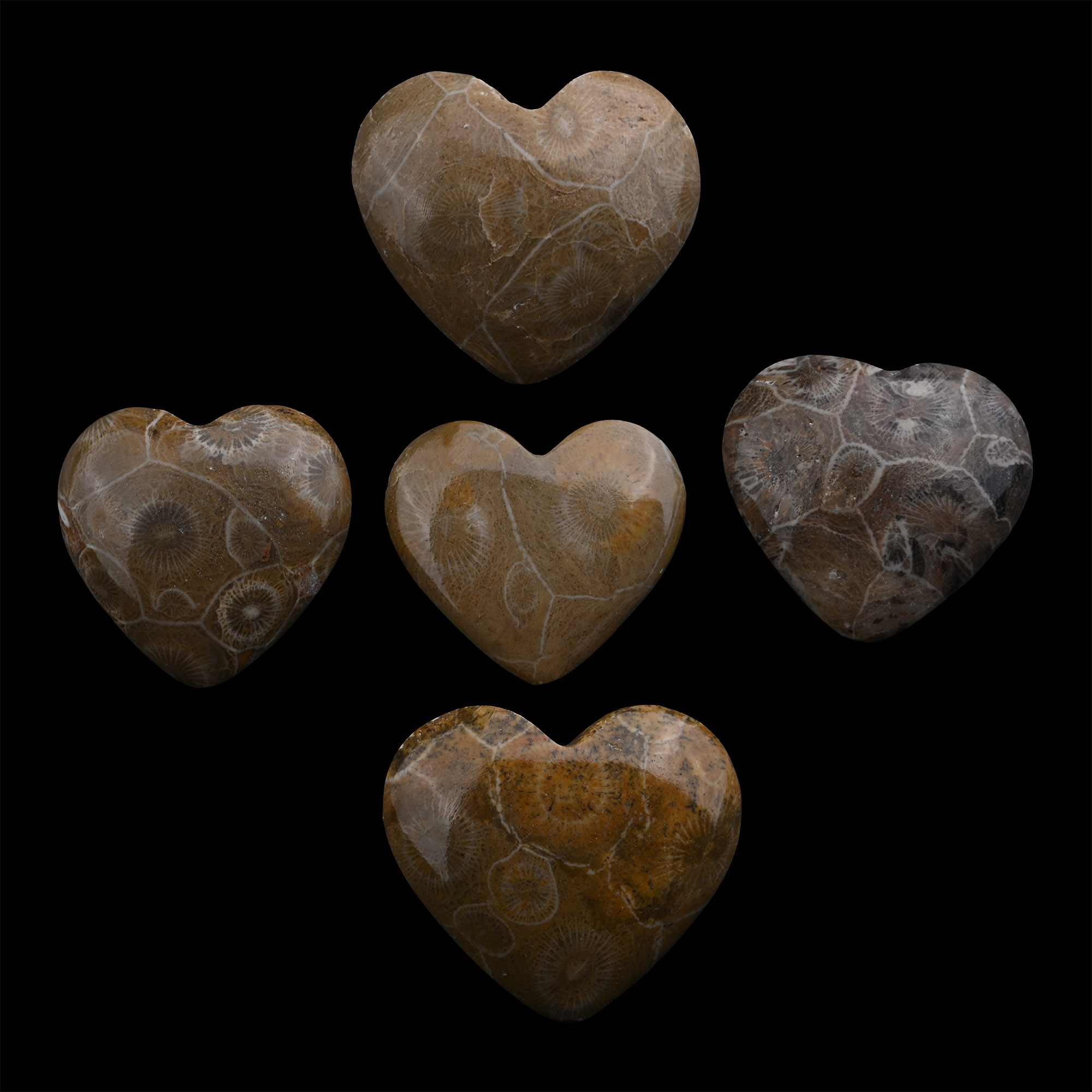 Group of Five Polished Fossil Coral Head Hearts