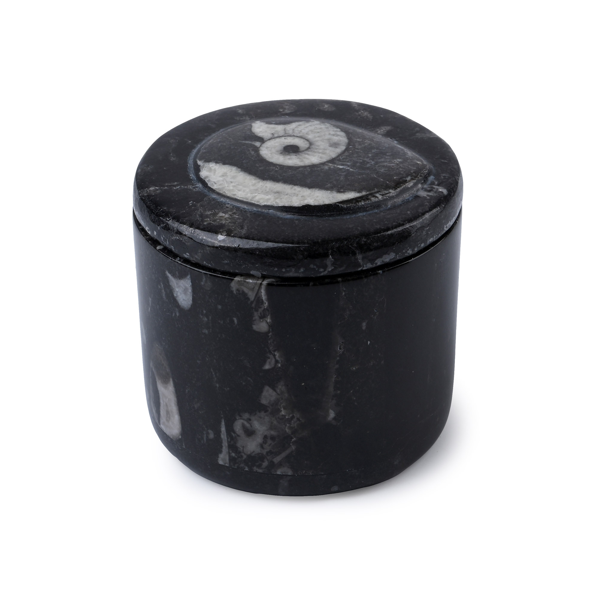 Polished Fossil Goniatite Lidded Pot