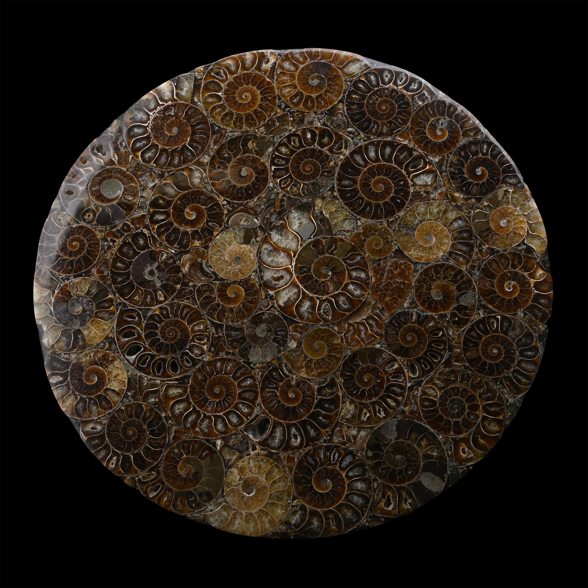 Madagascan Polished Fossil Ammonite Plate