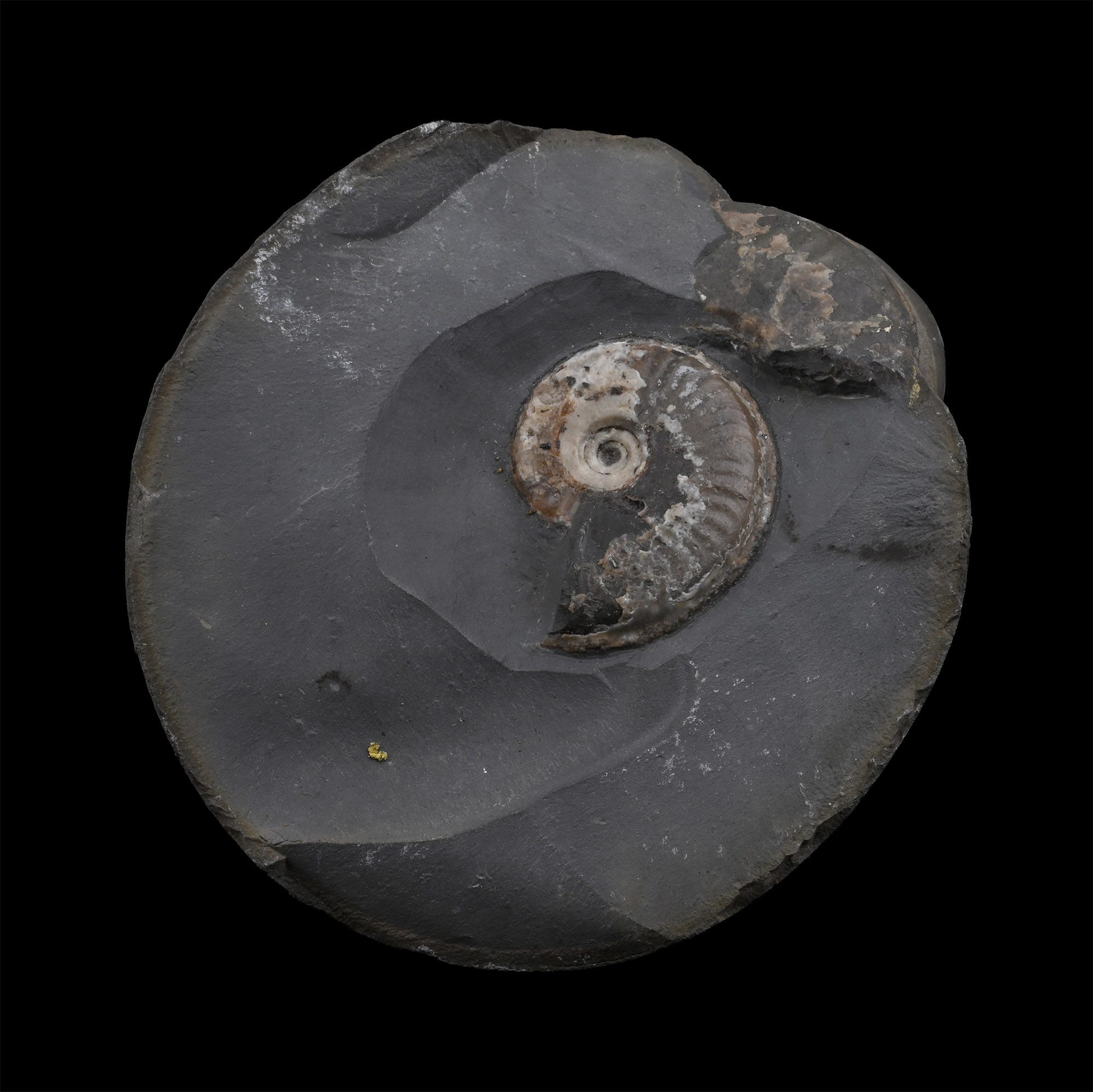 Fossil Ammonite