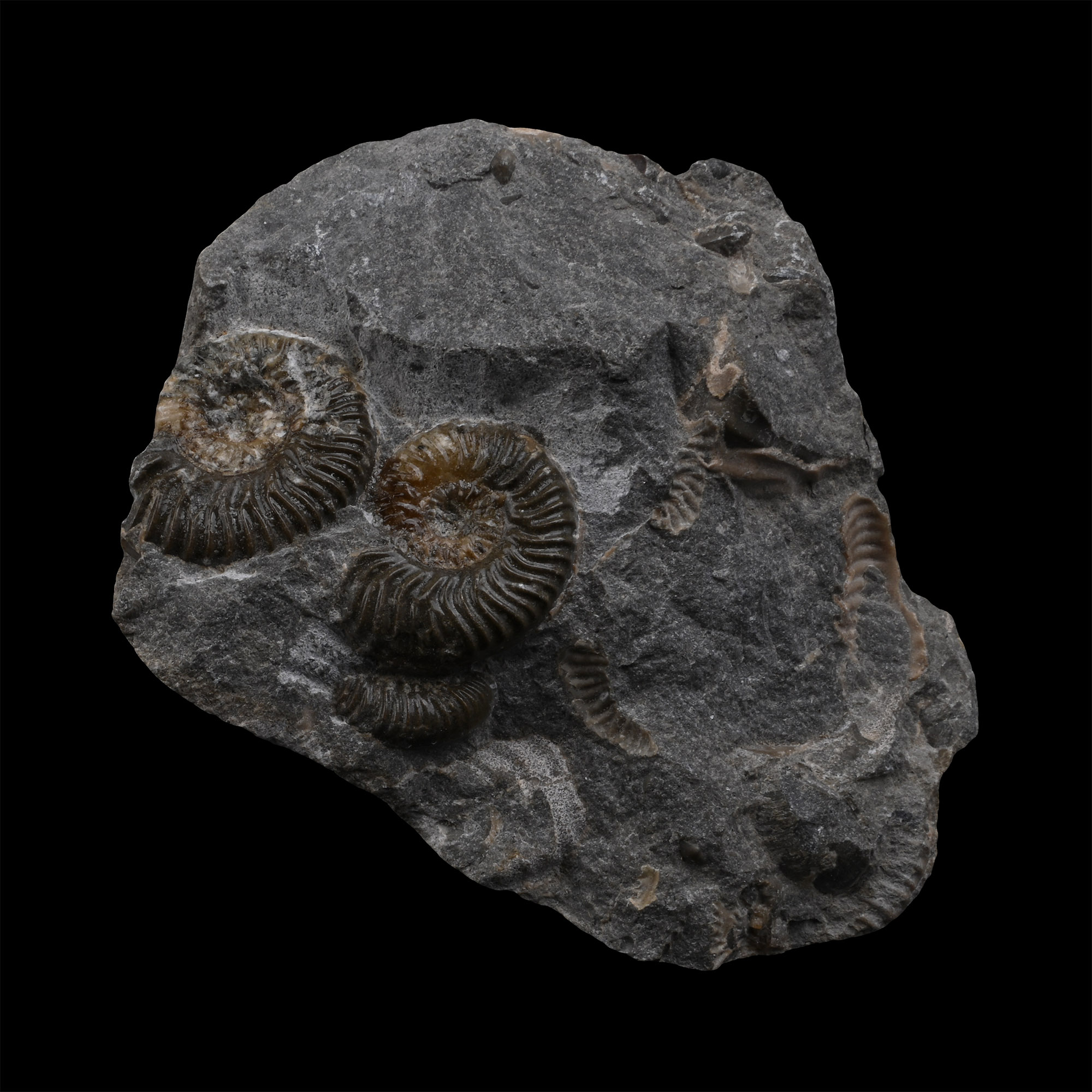 Fossil Isle of Skye Ammonites