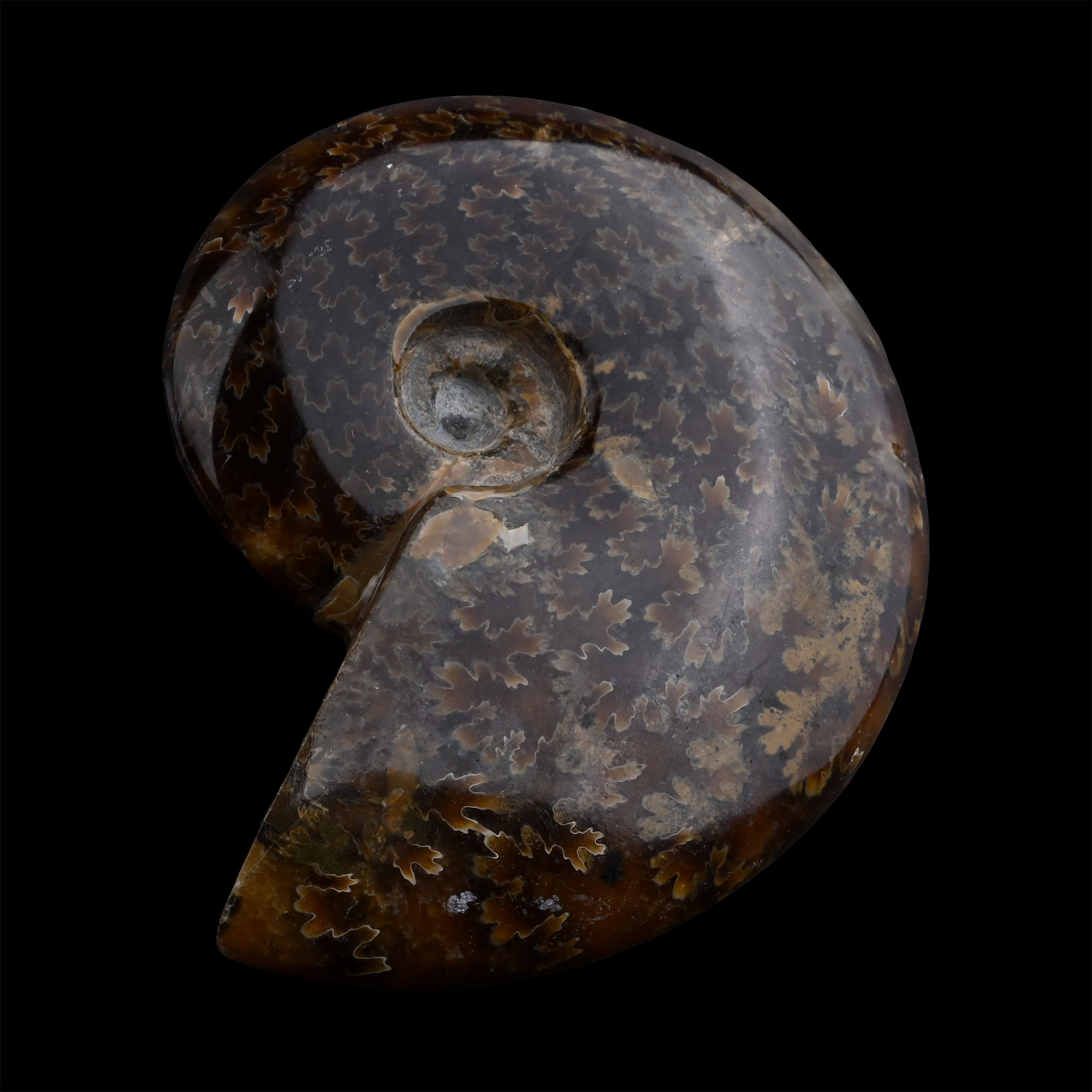 Polished Madagascan Fossil Cleoniceras Ammonite