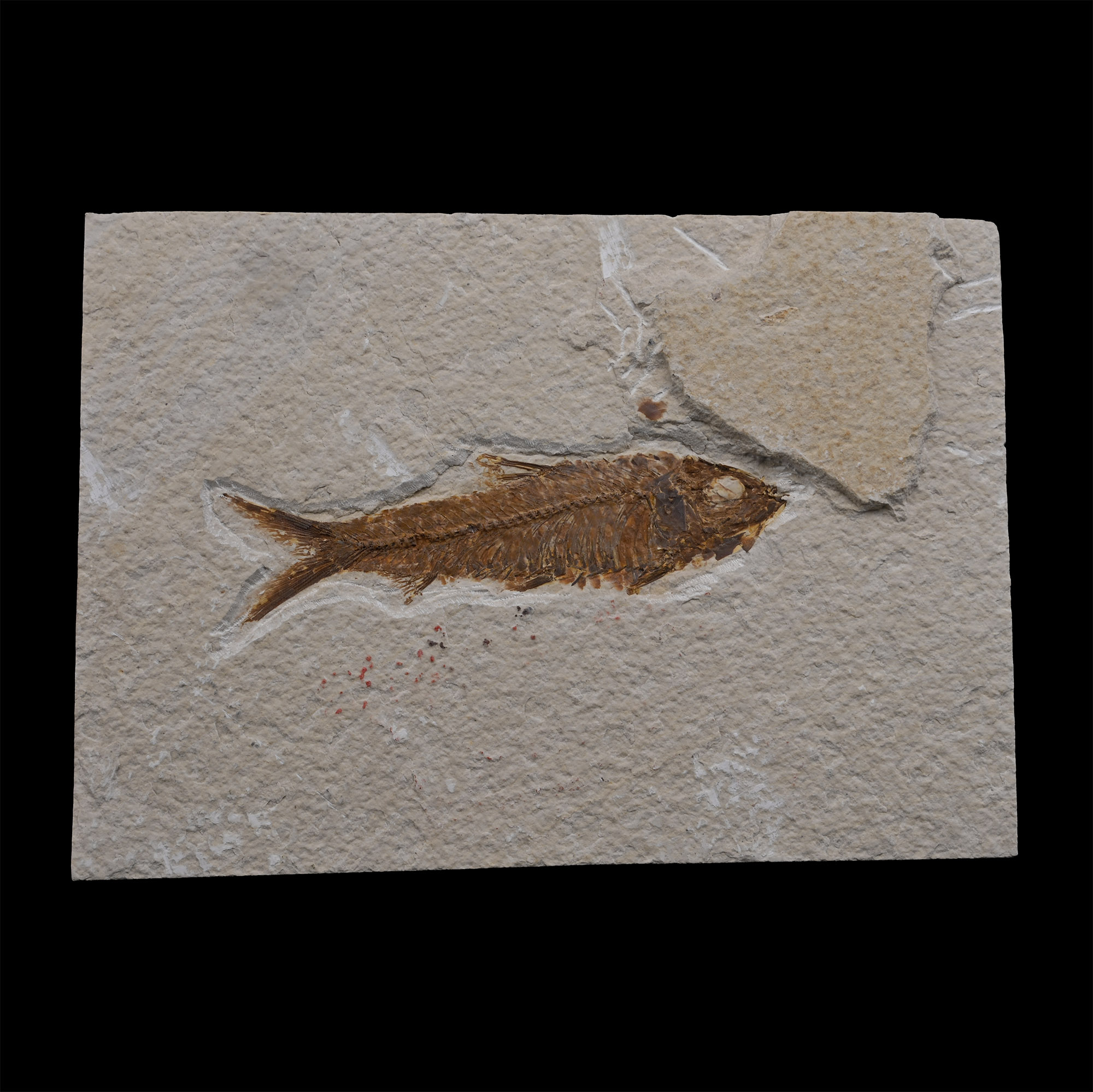 Fossil Knightia Fish in Matrix