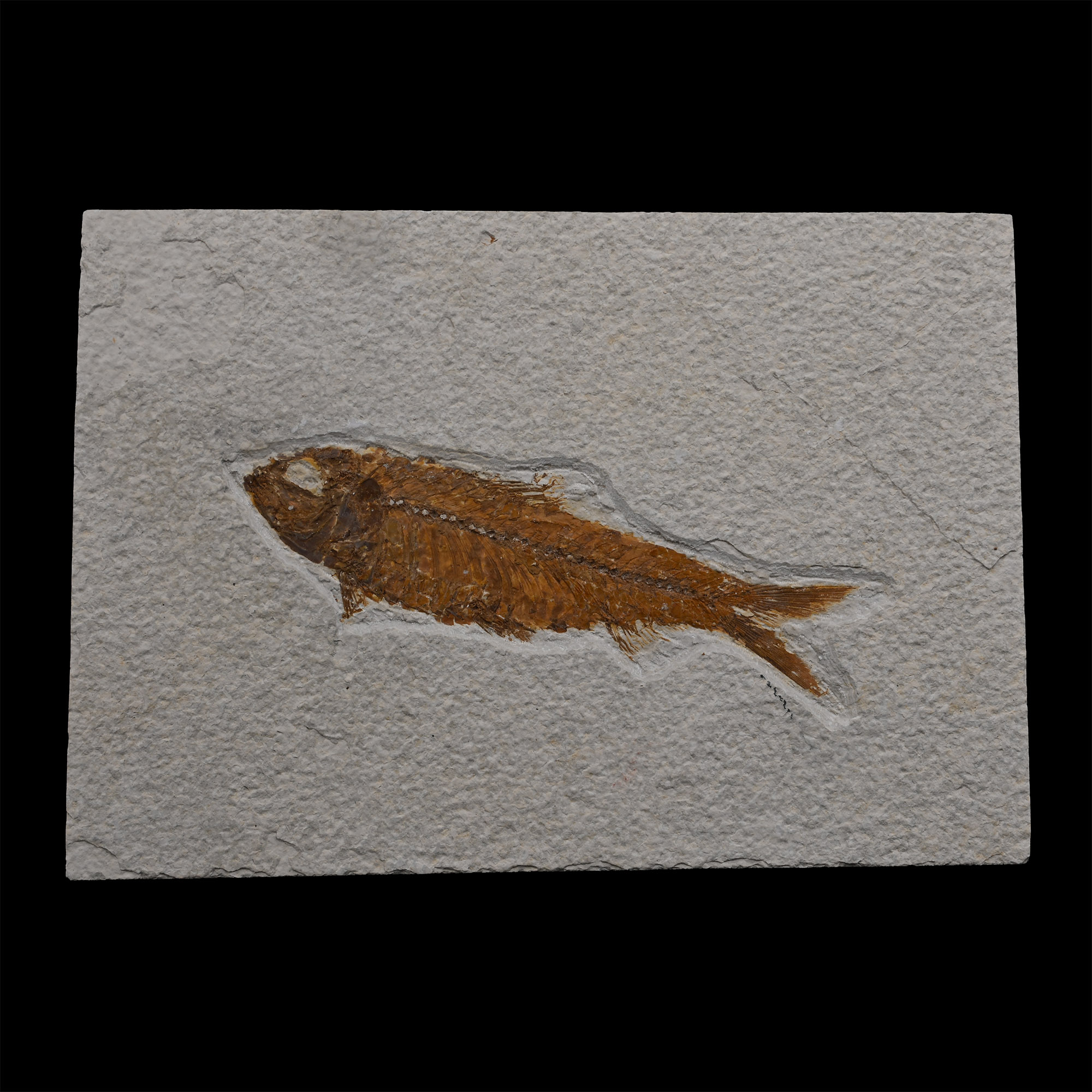 Fossil Knightia Fish in Matrix