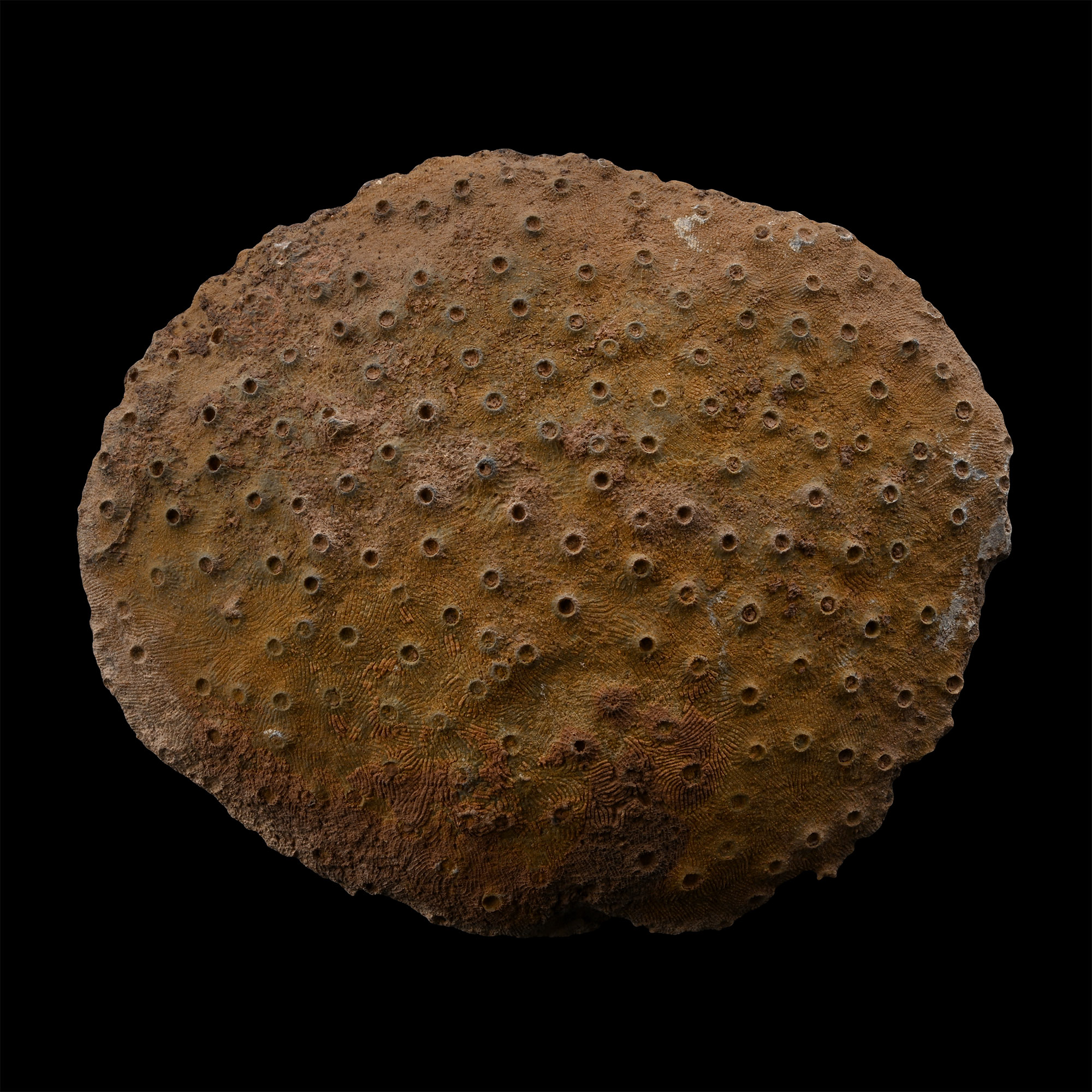 Large Natural Fossil Coral Head