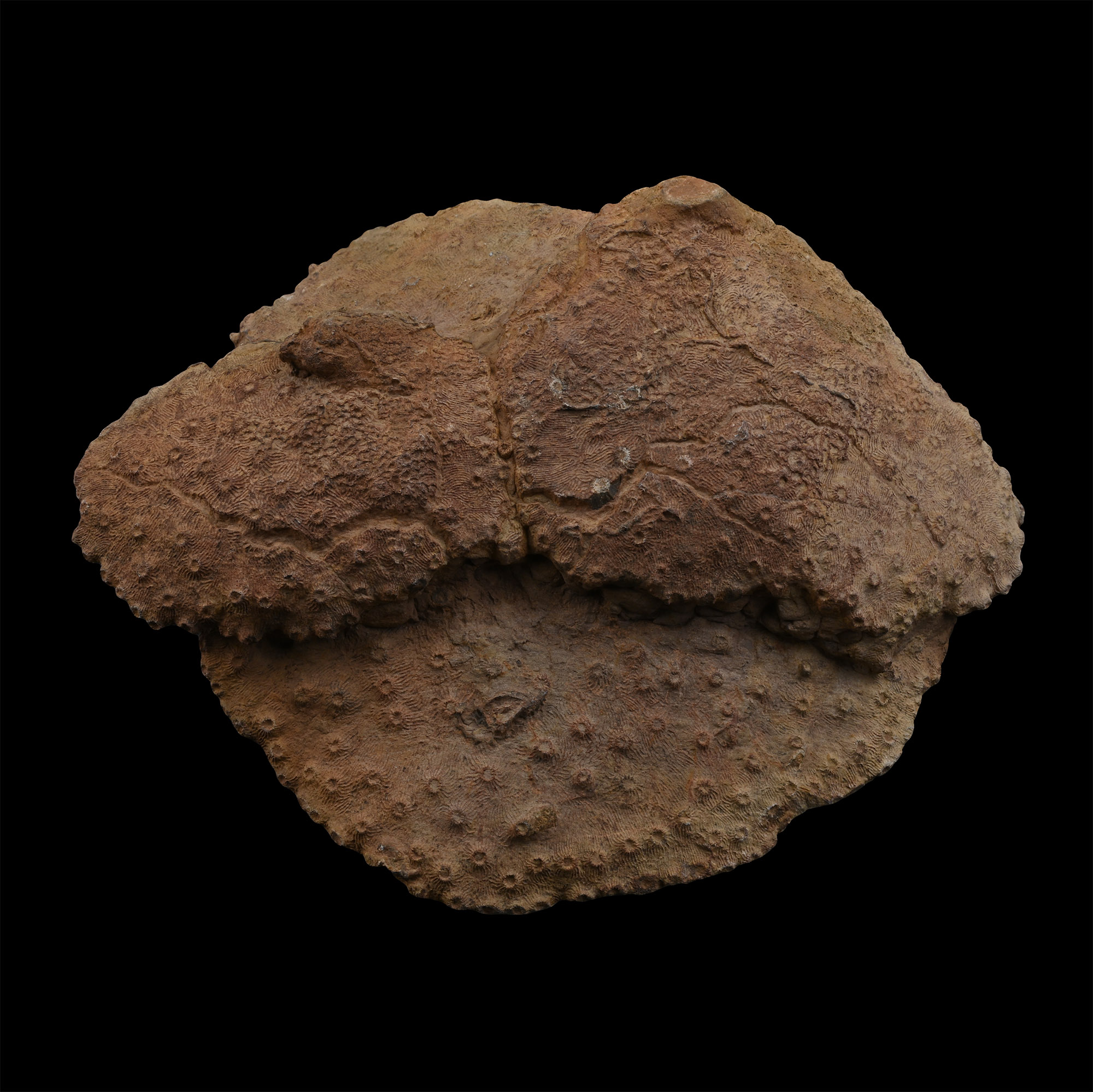 Large Natural Double Fossil Coral Head