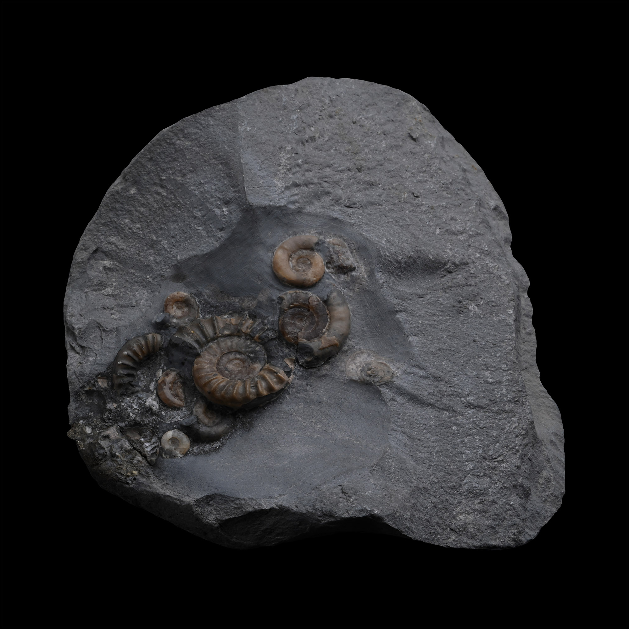 Fossil Ammonite Cluster