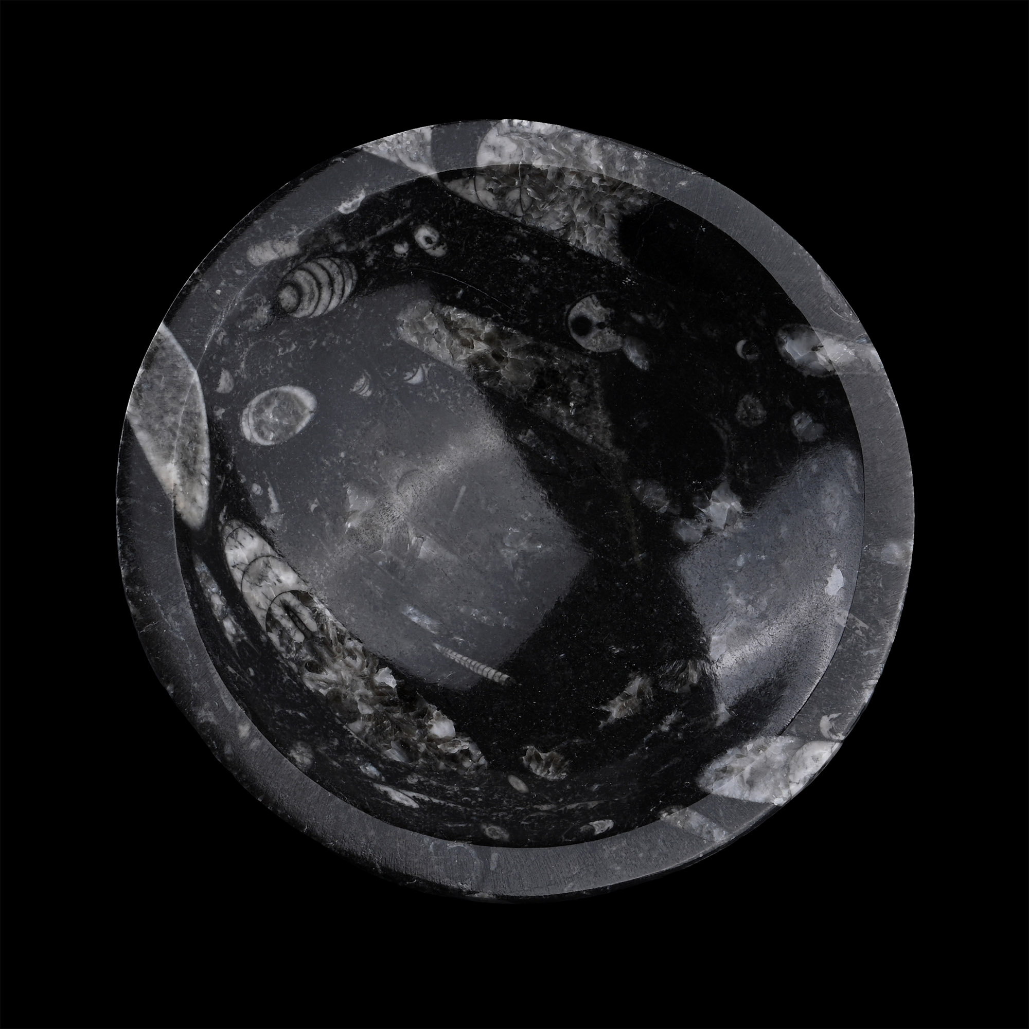 Polished Fossil Orthoceras Bowl