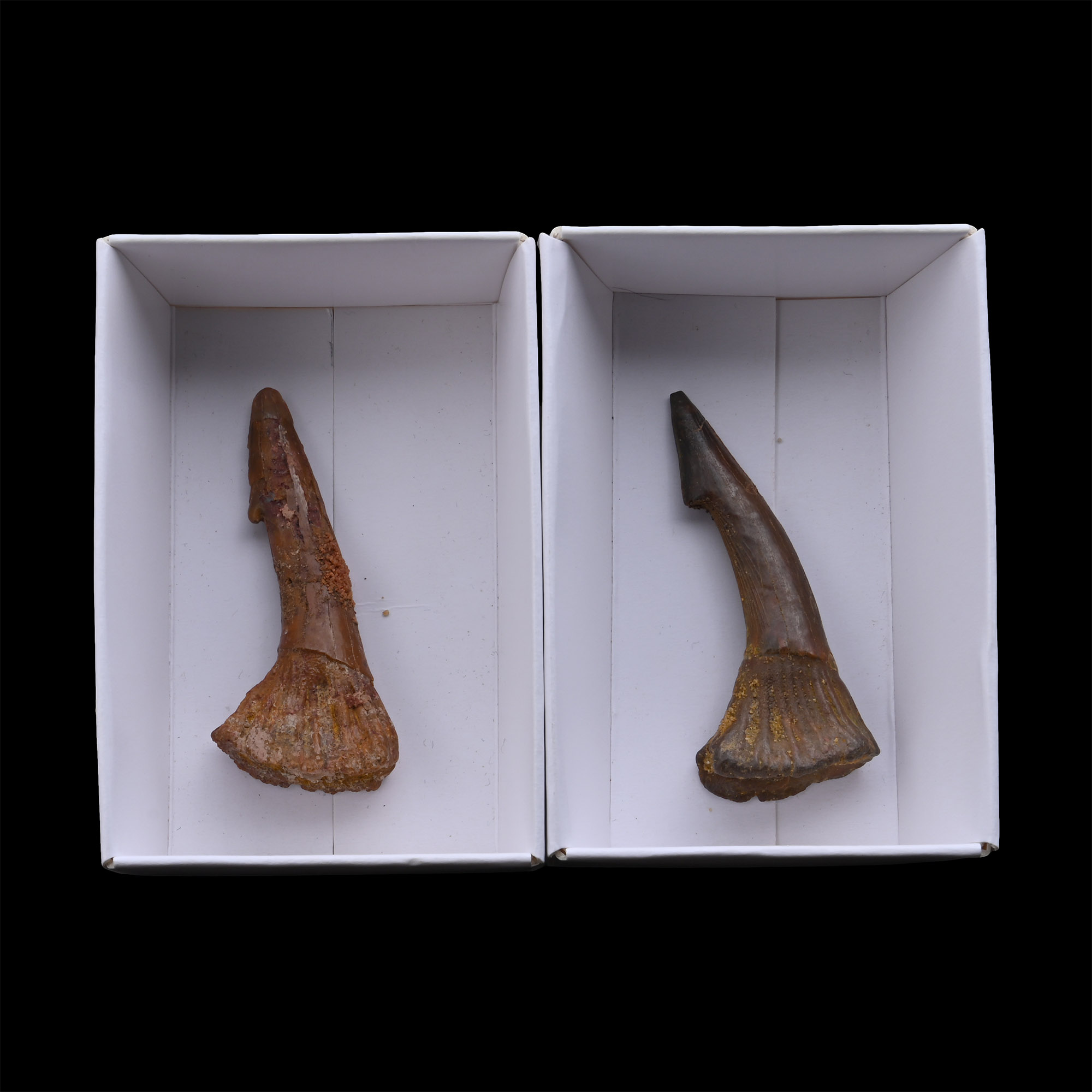 Two Fossil Sawfish Rostral Spines