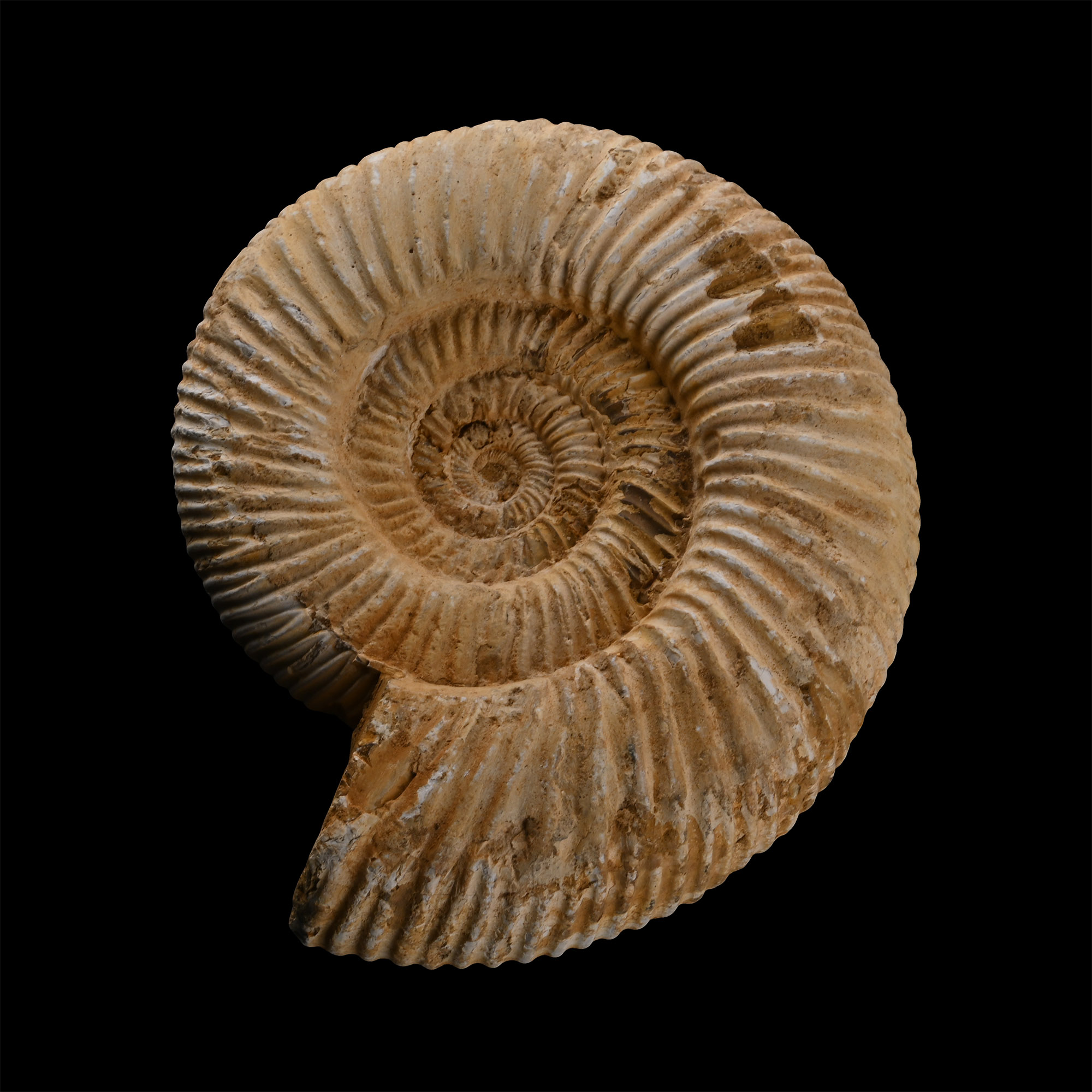 Large Fossil Perisphinctes Ammonite