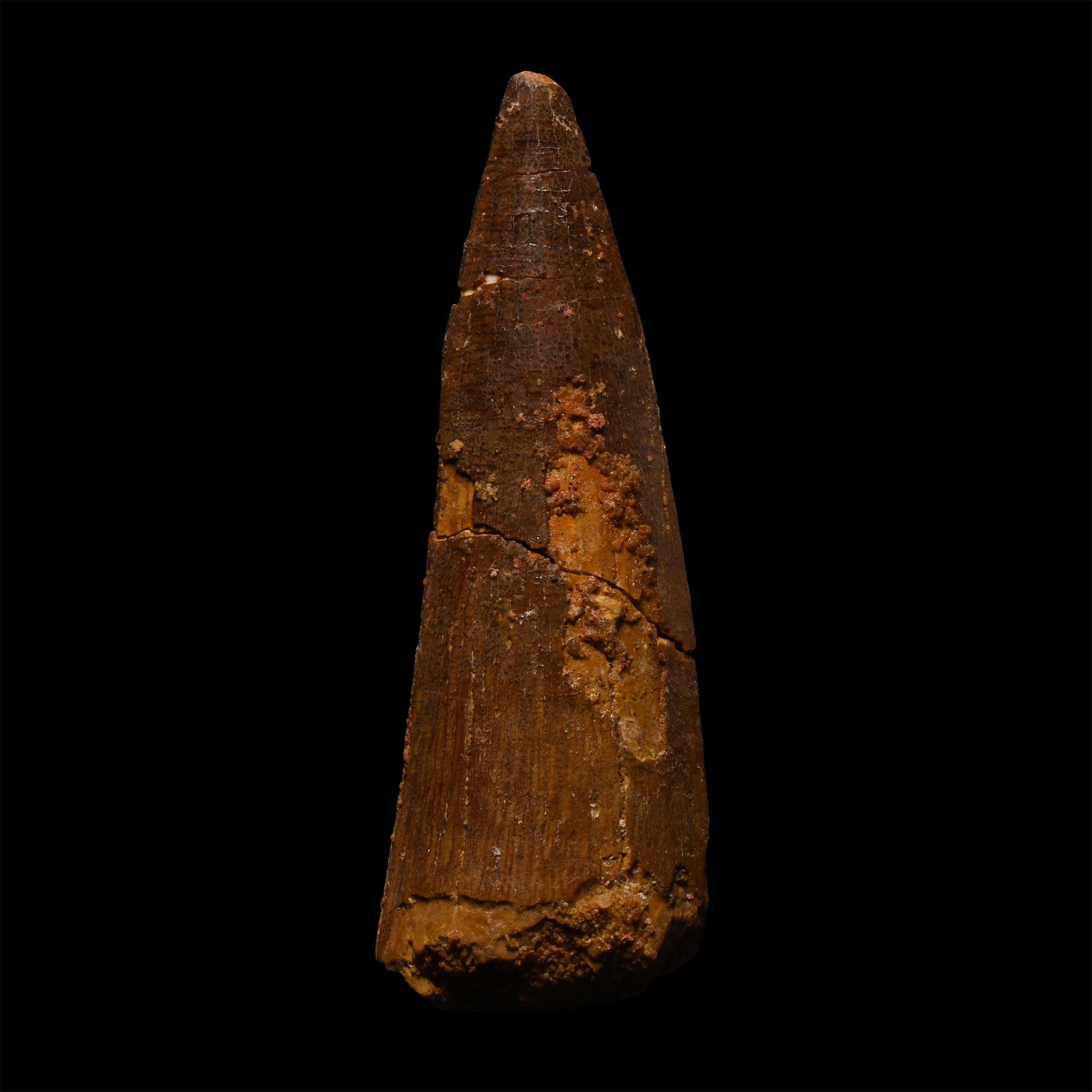 Large Spinosaurus Dinosaur Fossil Tooth