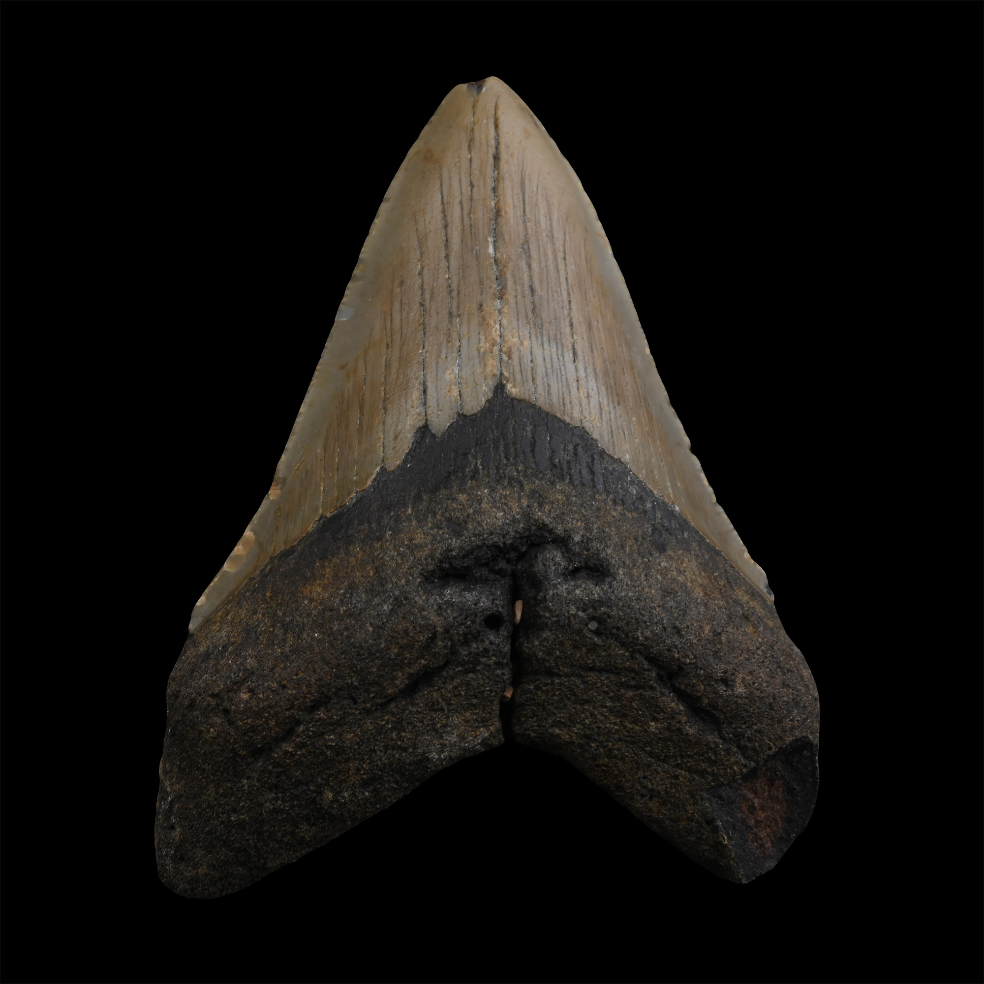 Fossil Megalodon Giant Shark Tooth