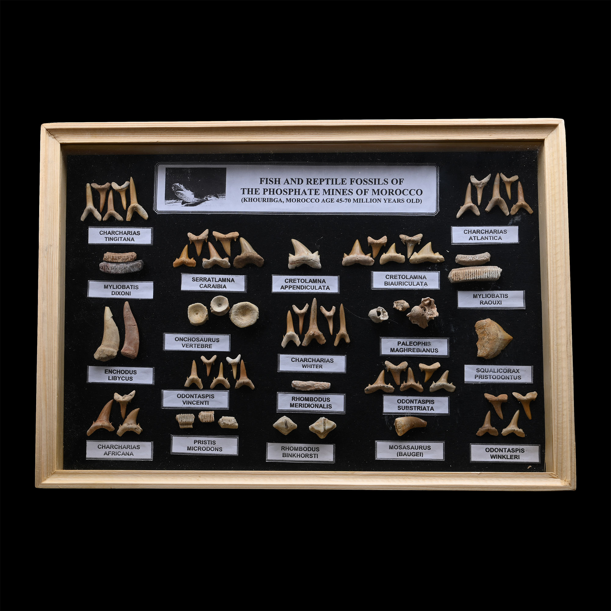 Fossil Shark Tooth Display Case