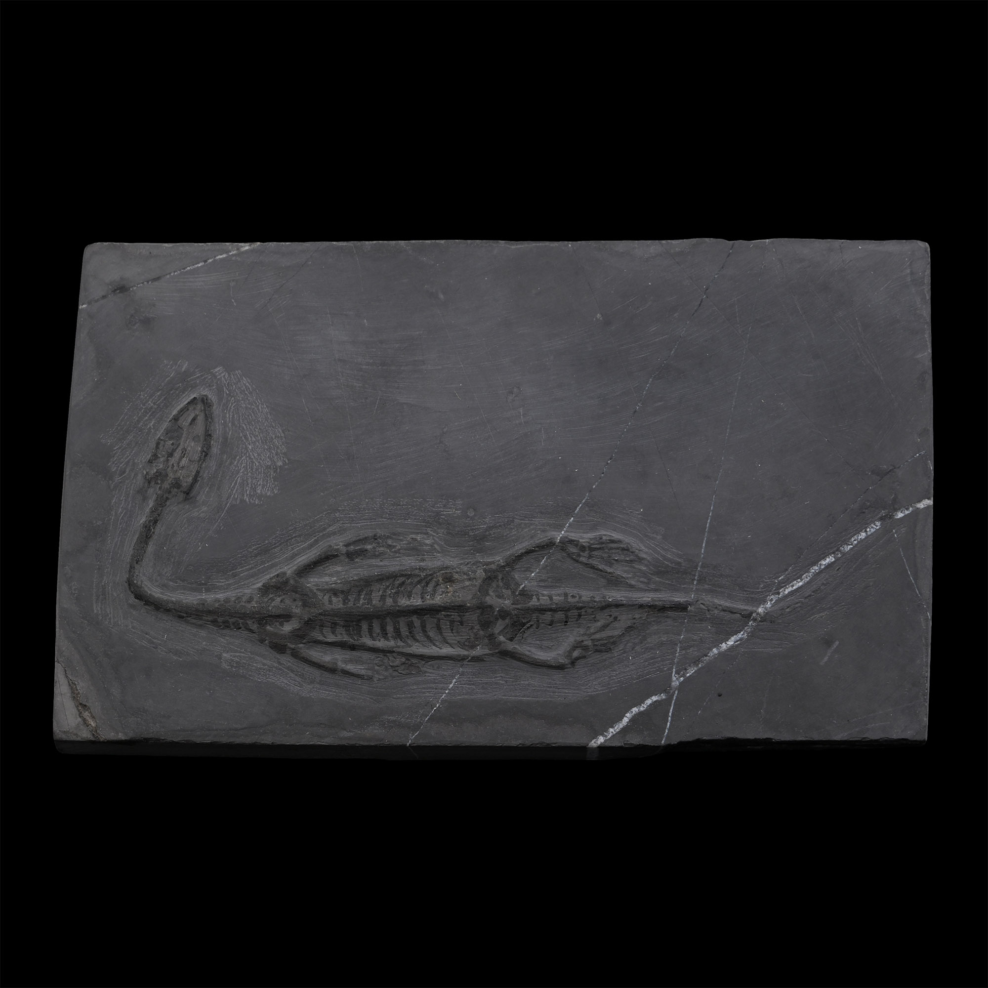 Fossil Keichousaurus Marine Reptile Skeleton