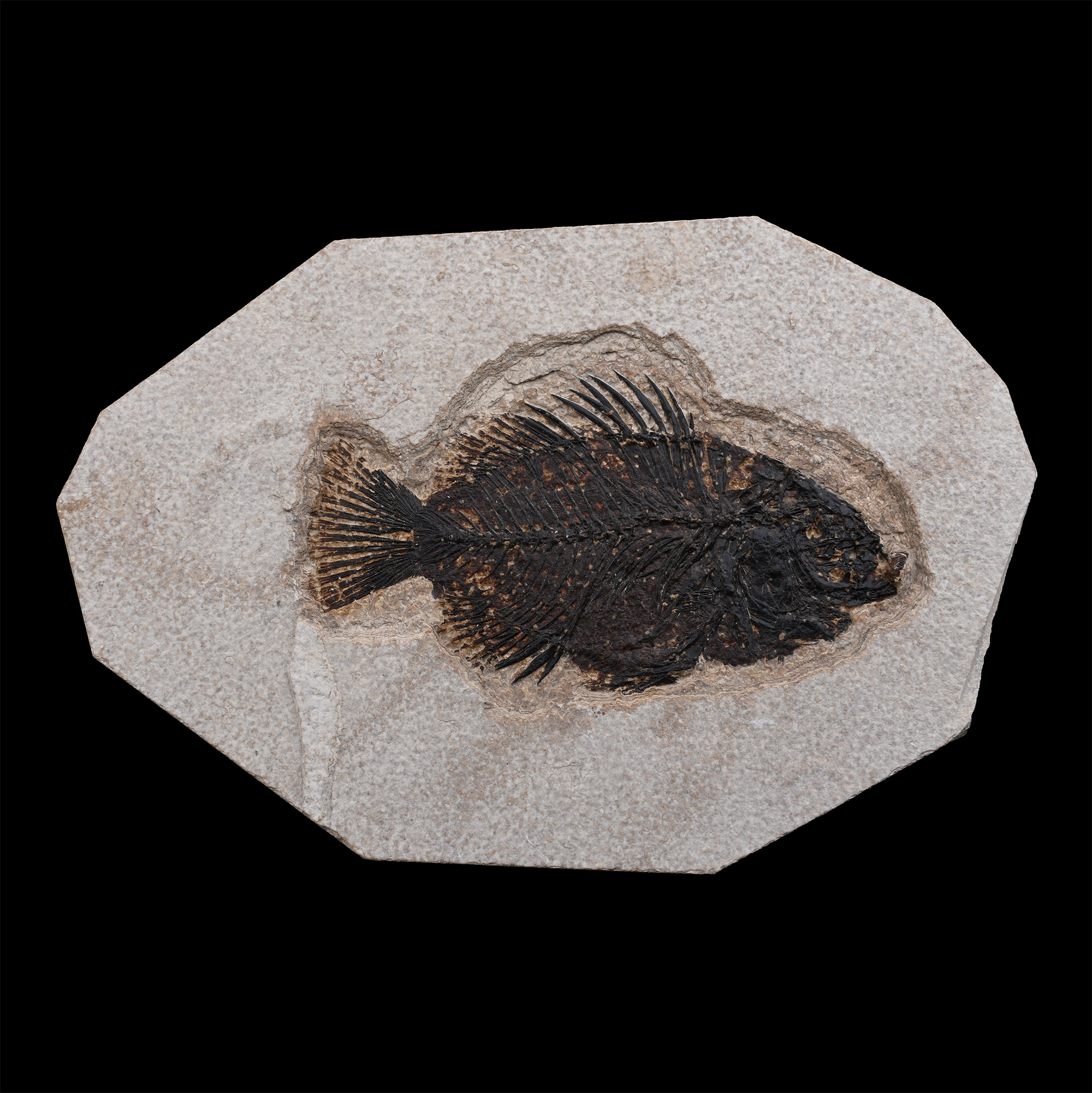 Fossil Priscacara Fish