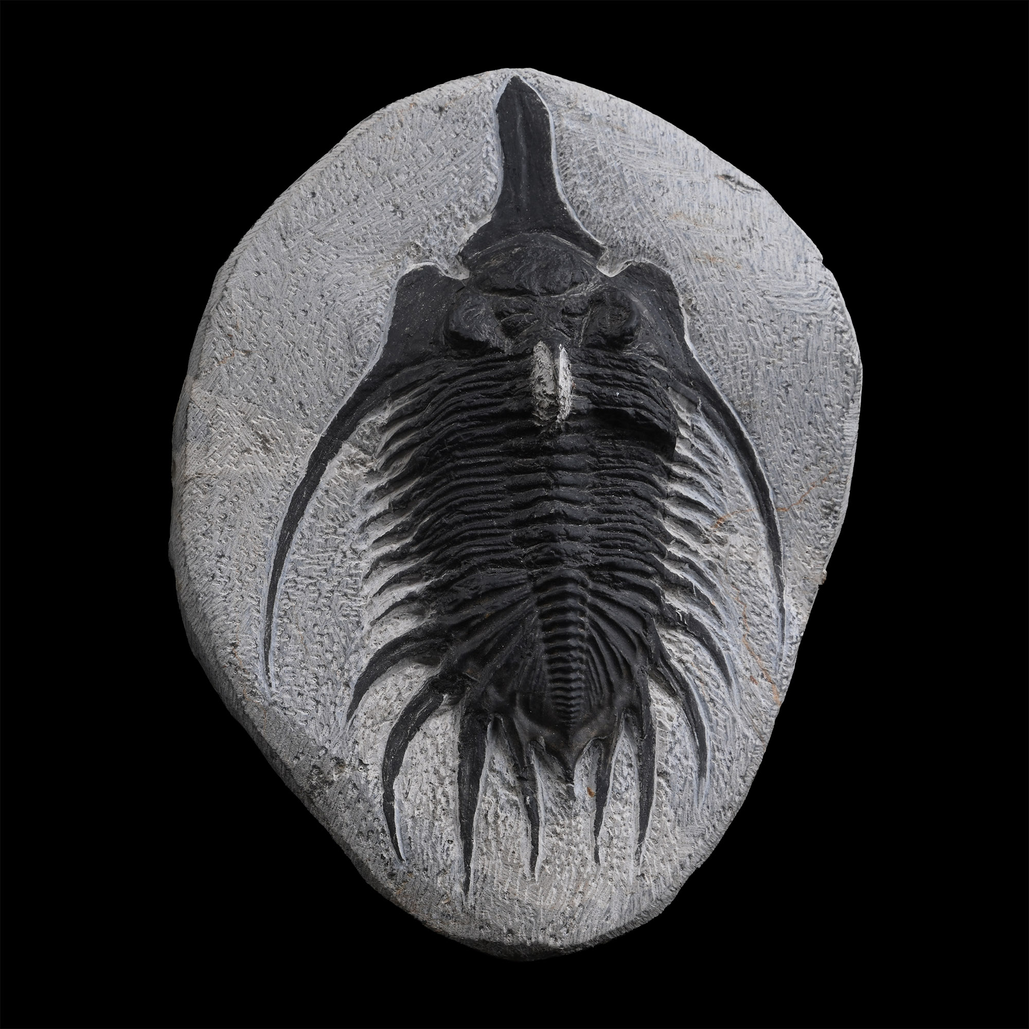 Psychopyge Elegans Fossil Trilobite on Matrix