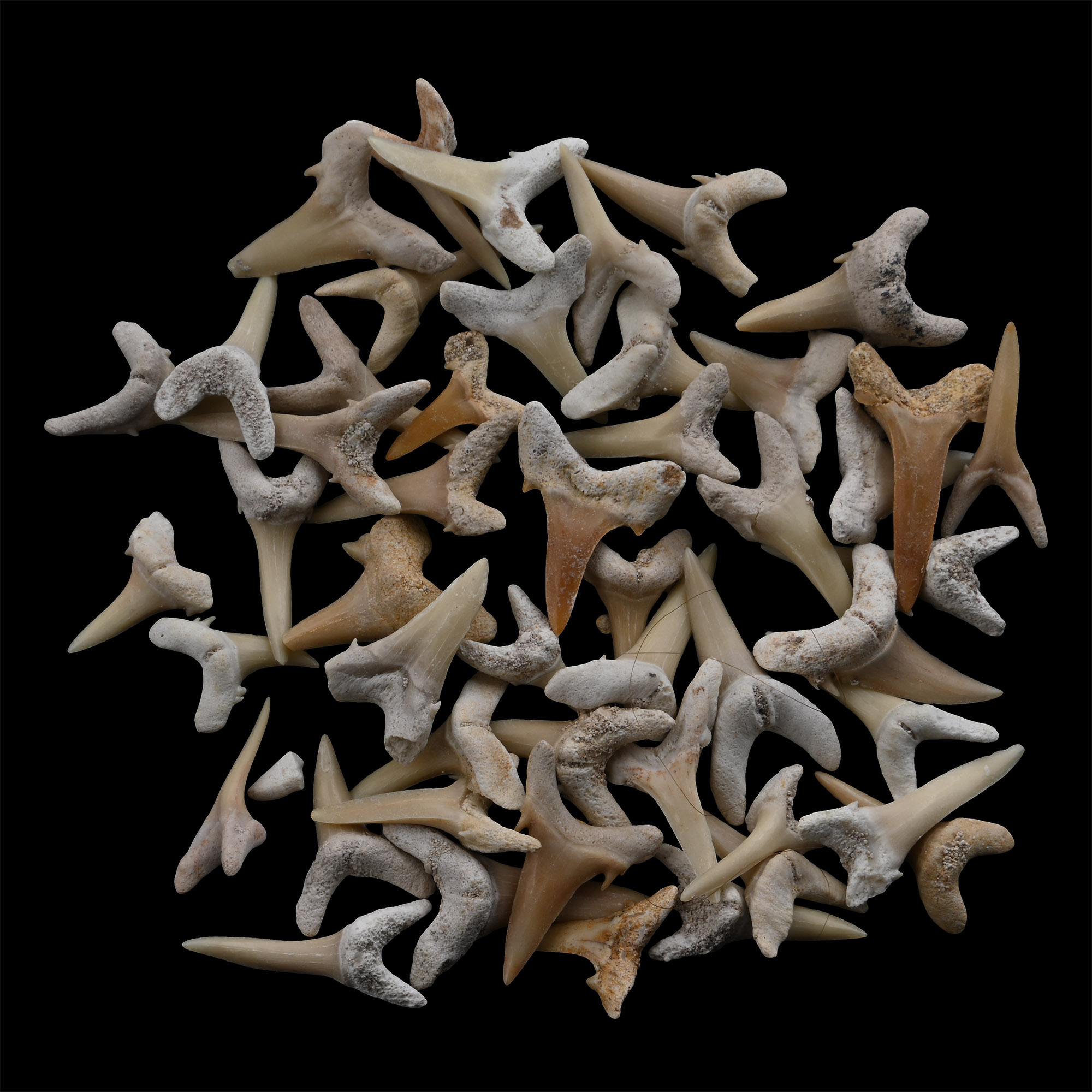 Group of Fossil Sand Shark Teeth
