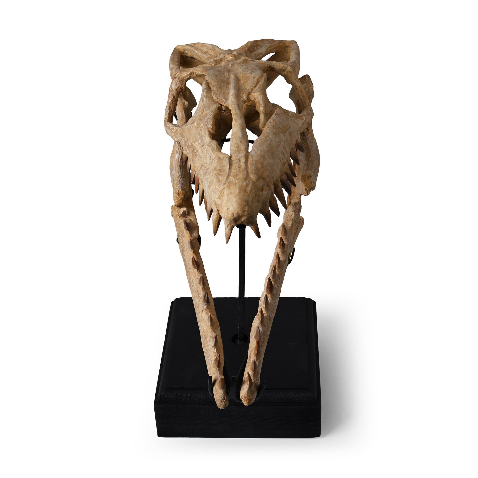 Mosasaur 'Marine Dinosaur' Fossil Skull