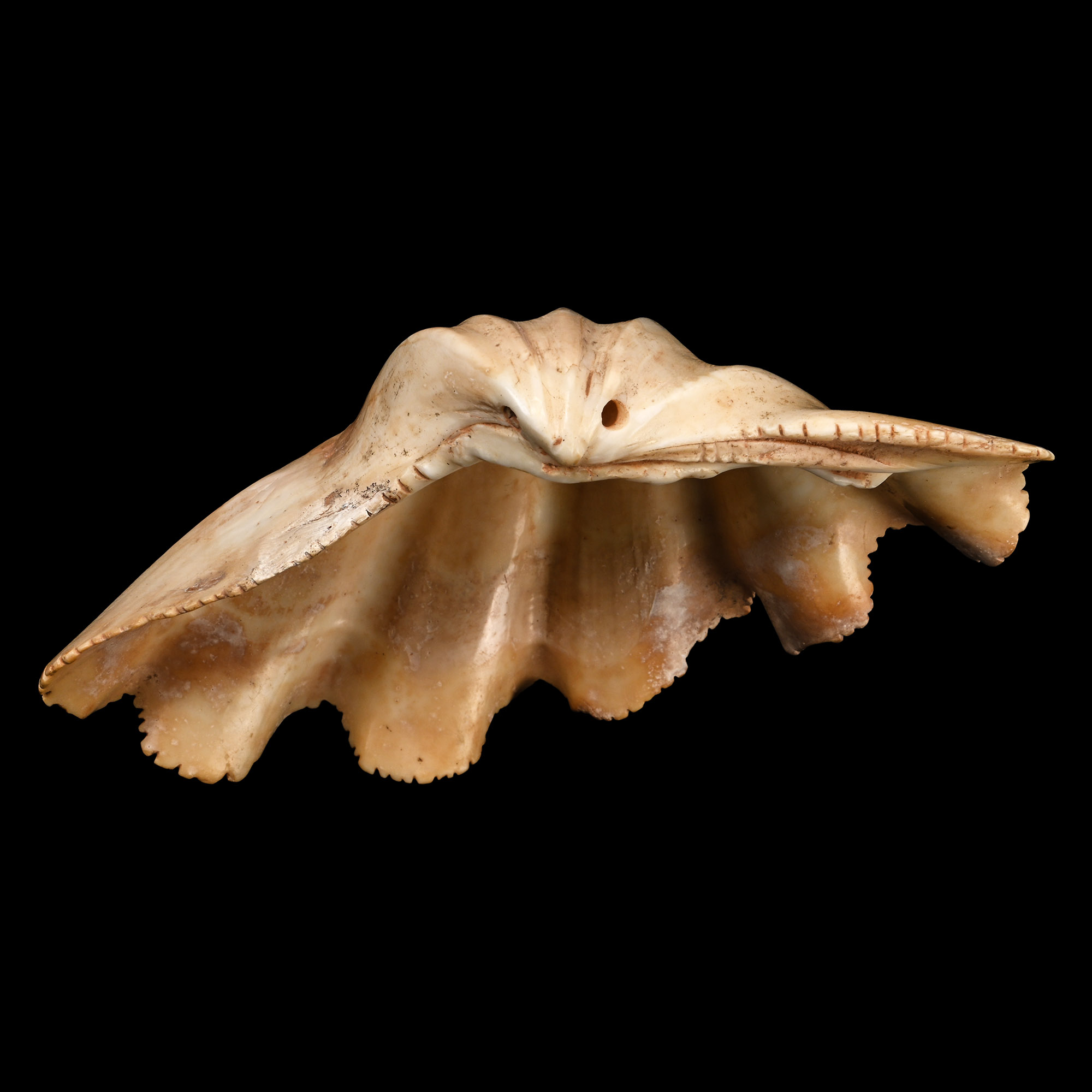 Phoenician Shell Cosmetic Vessel with Carved Eyes
