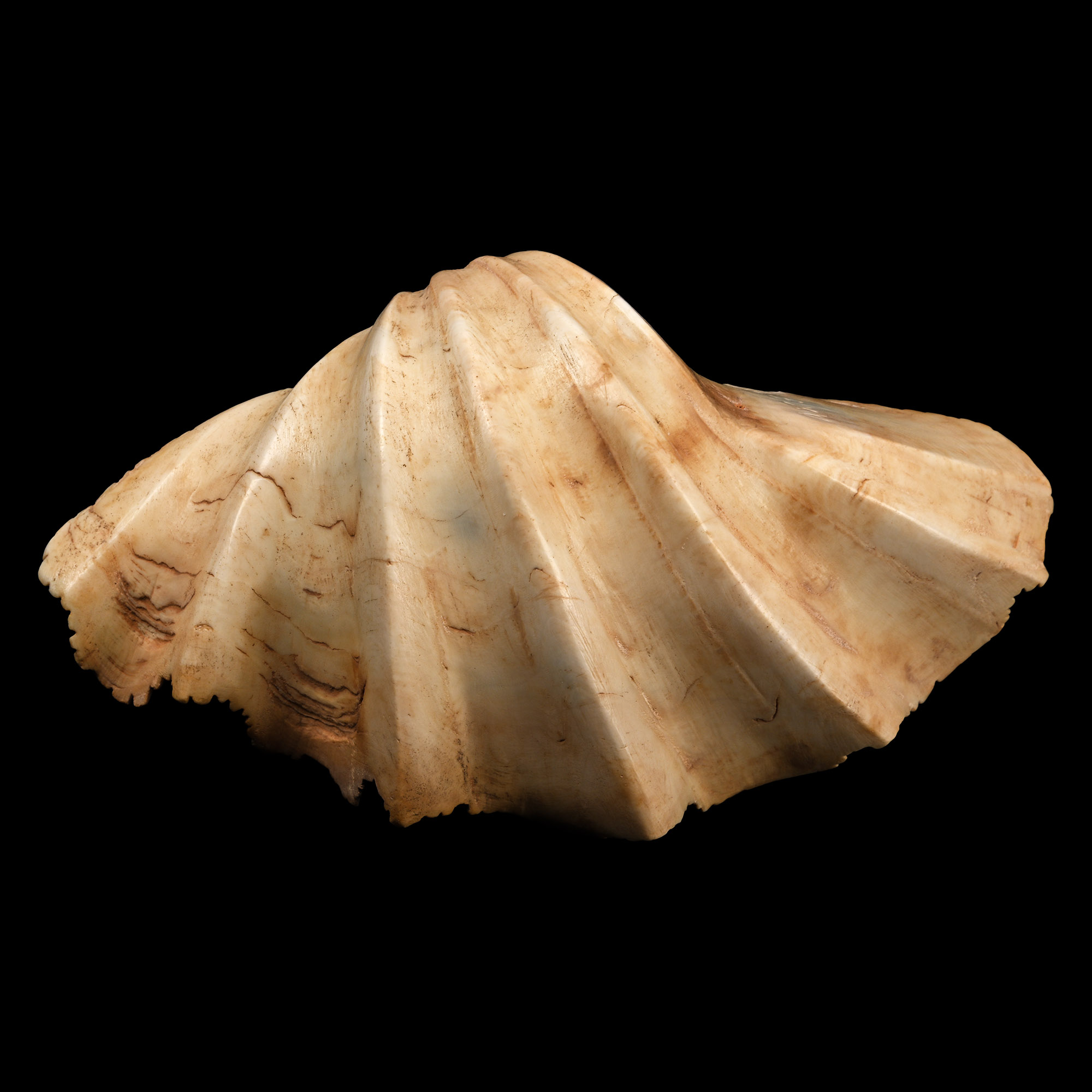 Phoenician Shell Cosmetic Vessel with Carved Eyes